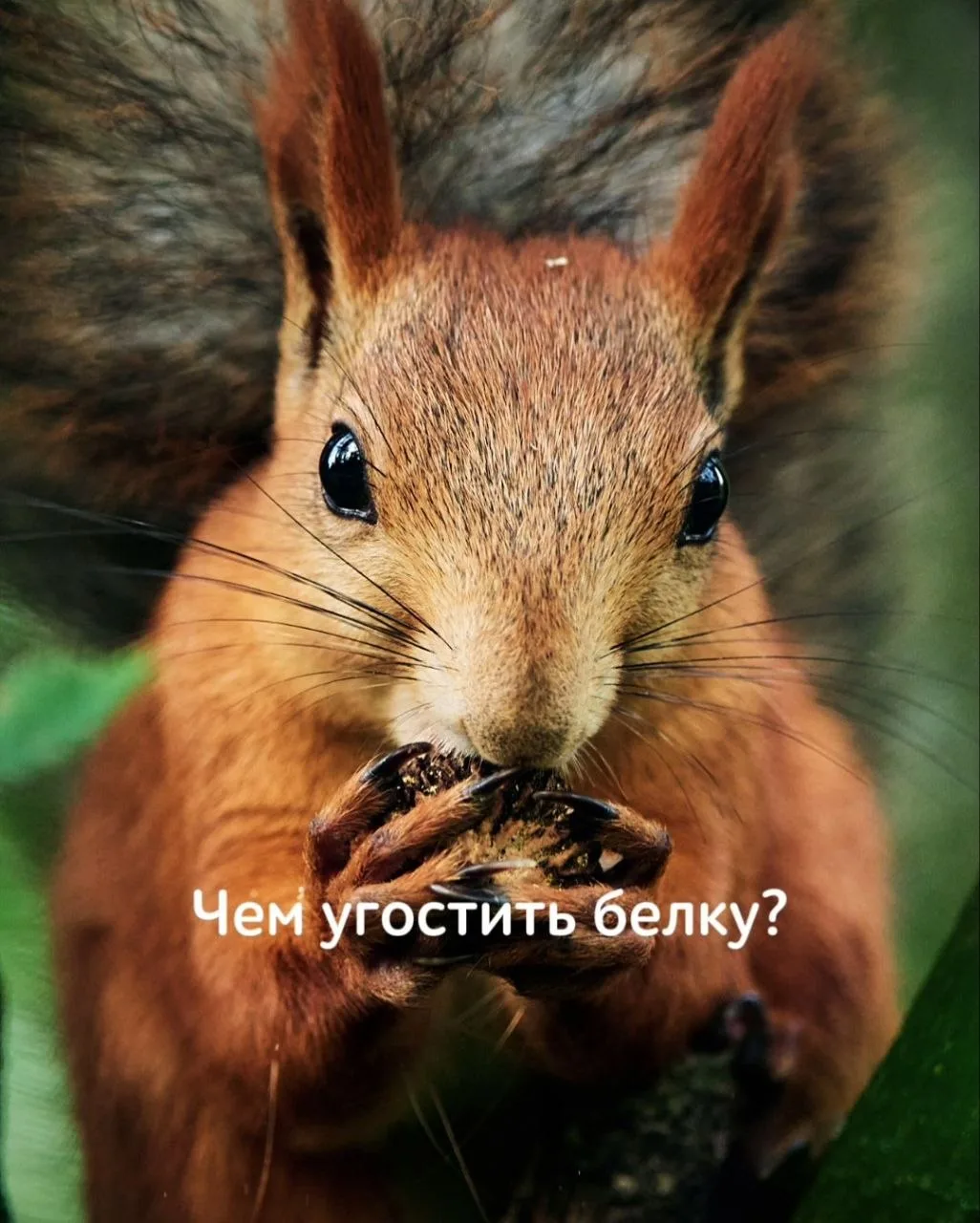 Осенью у белок самый насыщенный сезон 🐿️