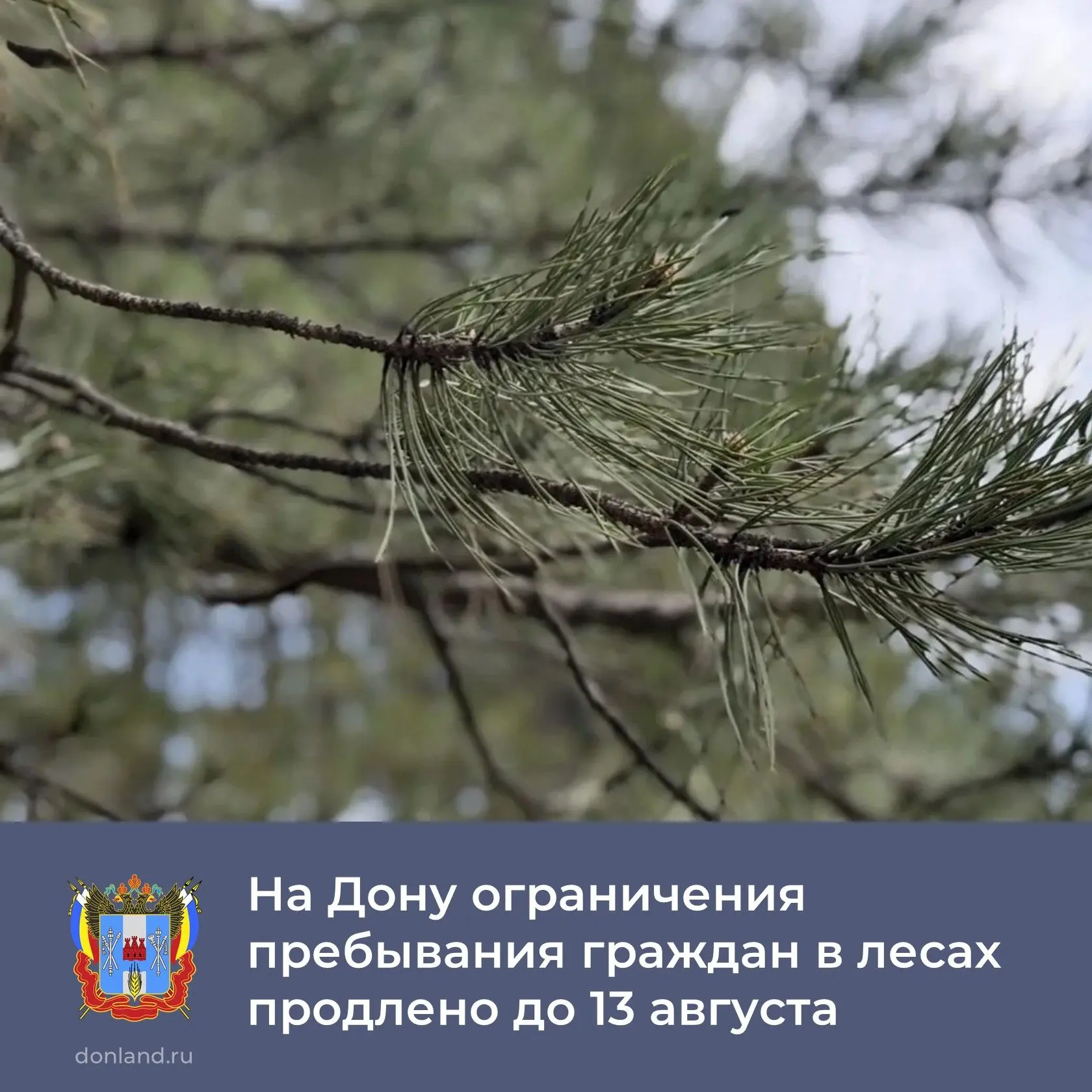 🌲 В Ростовской области ограничено ❌ пребывание граждан в лесах, а также въезд ⛔️ транс...