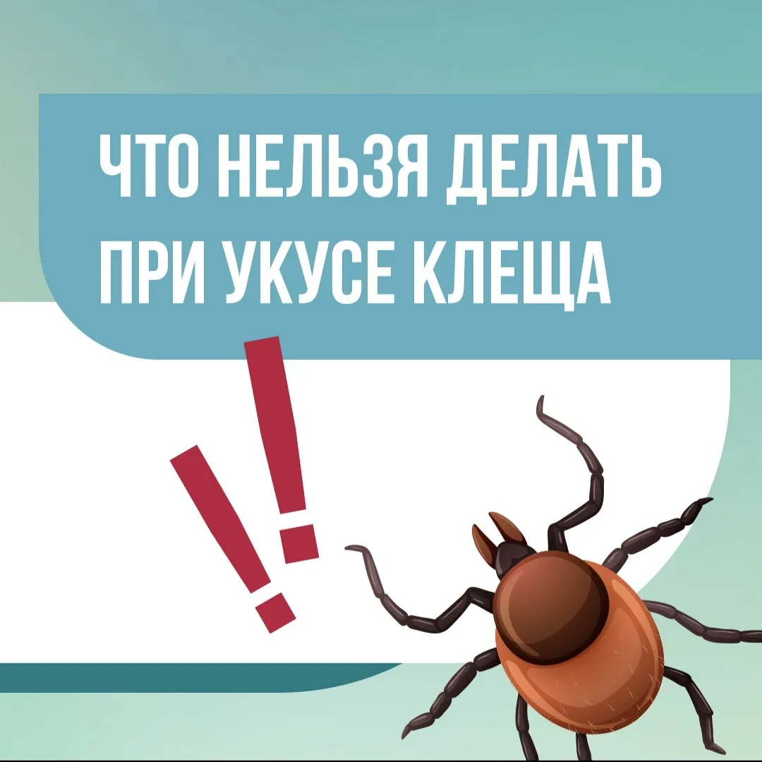 Укусил клещ — что делать❓