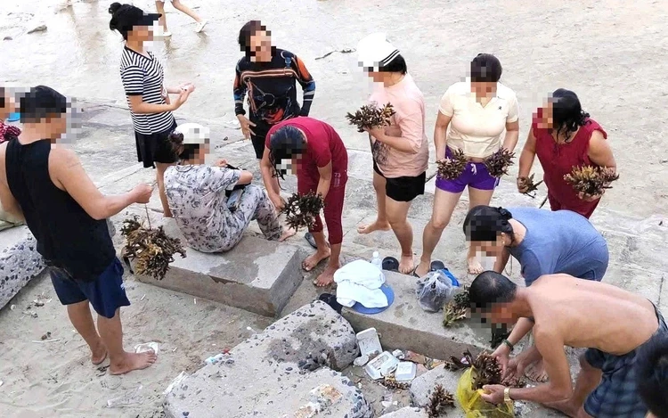 🐠 Ужесточение защиты кораллов в Нячанге.

После того как двое туристов сломали более 10 кг кораллов