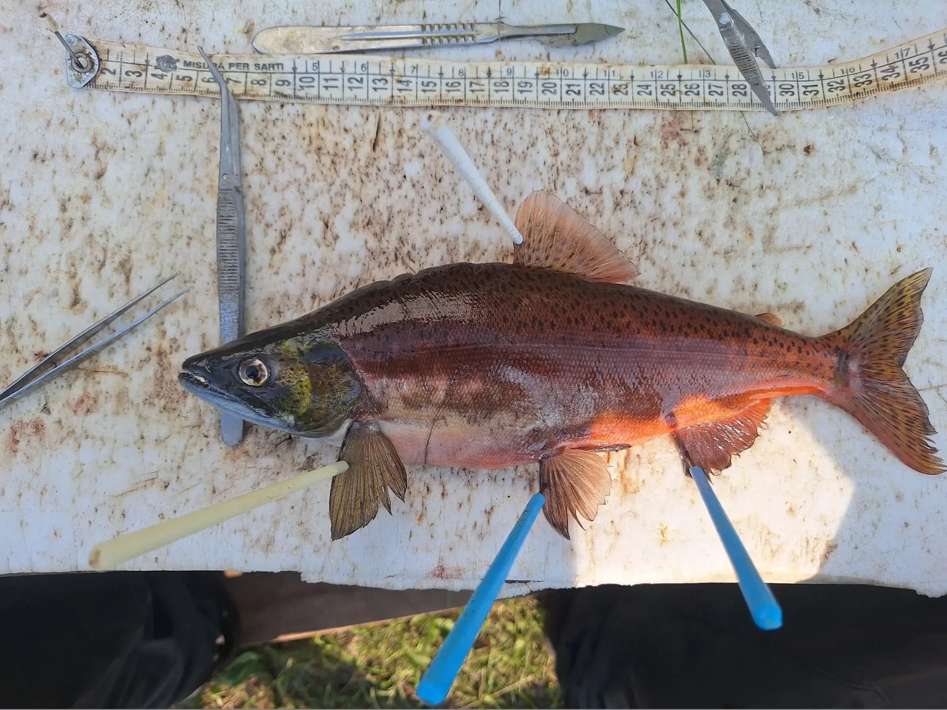 В Кроноцком заповеднике продолжают изучать озёрную нерку (кокани) 🐟