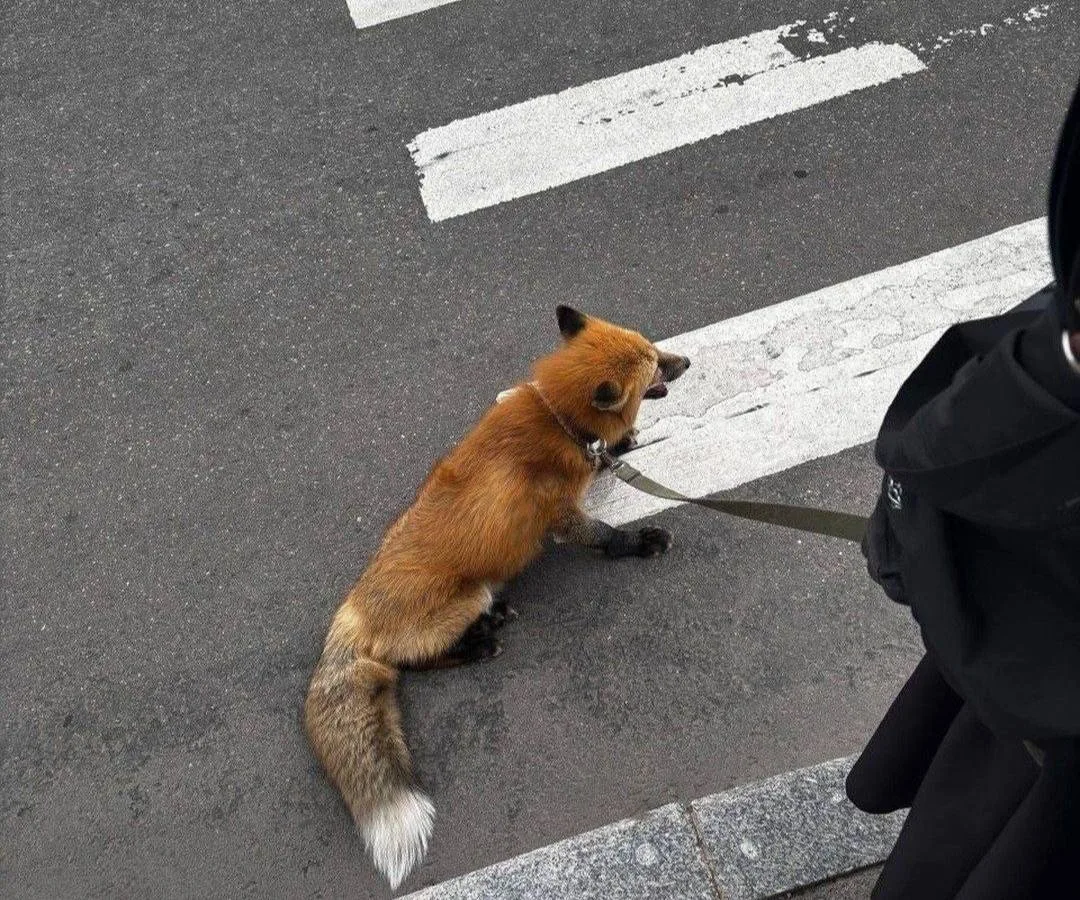 🦊 На Союзном проспекте заметили необычного питомца — лису на поводке.