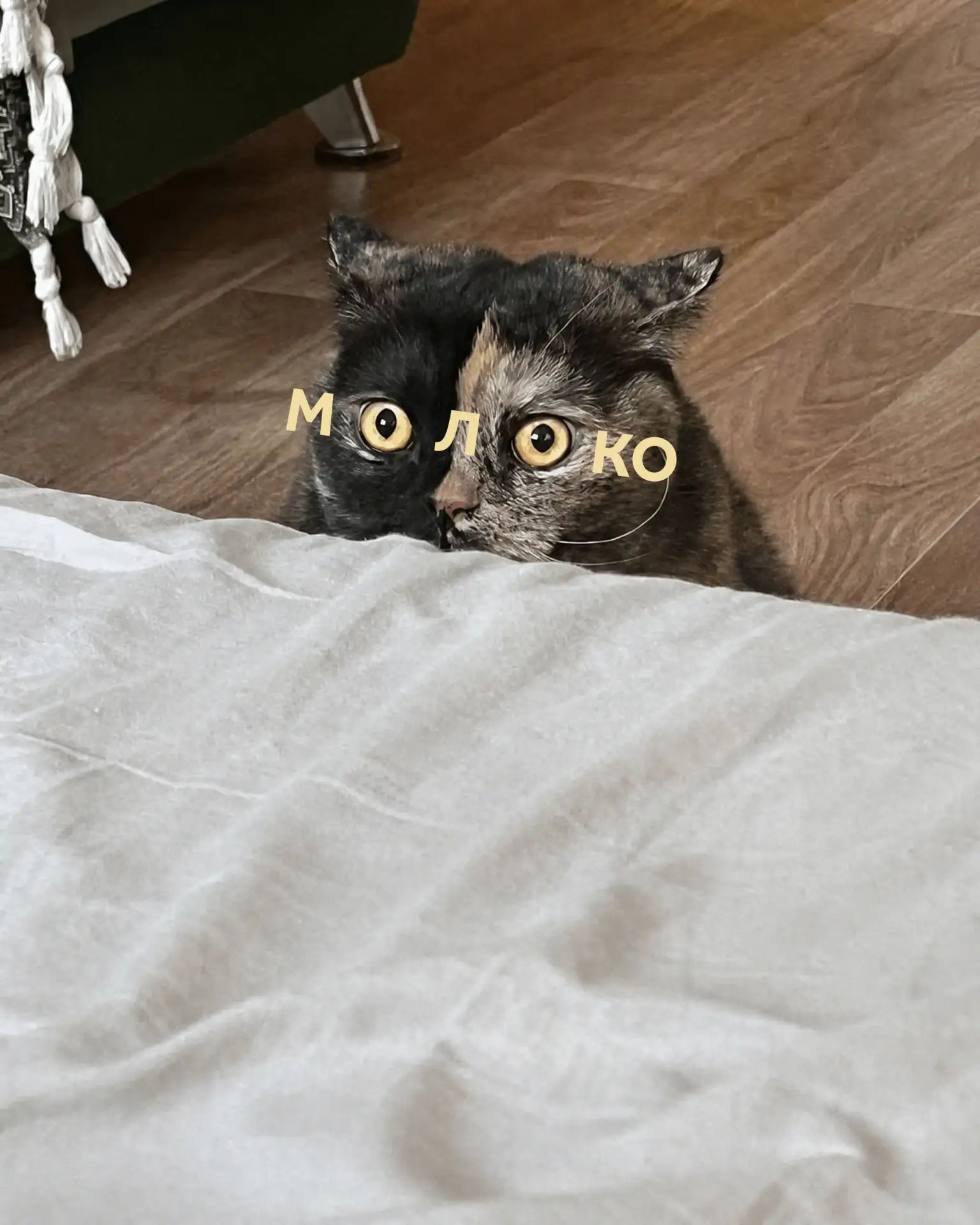 🥛 Молоко за вредность