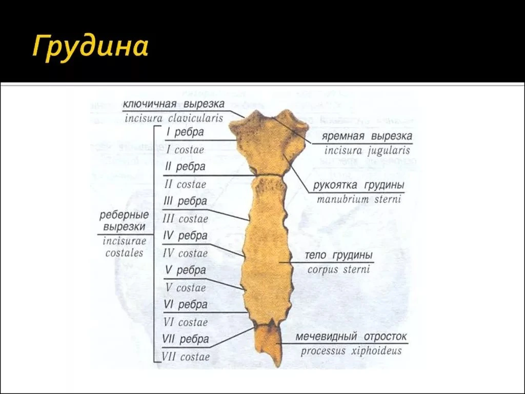 Грудина (sternum) представляет собой продолговатую плоскую кость, которая состоит из следующих трех 
