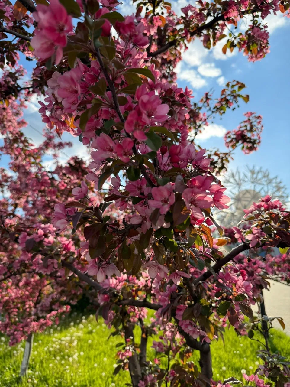 Май. Губкин утопает в цветах 🌺