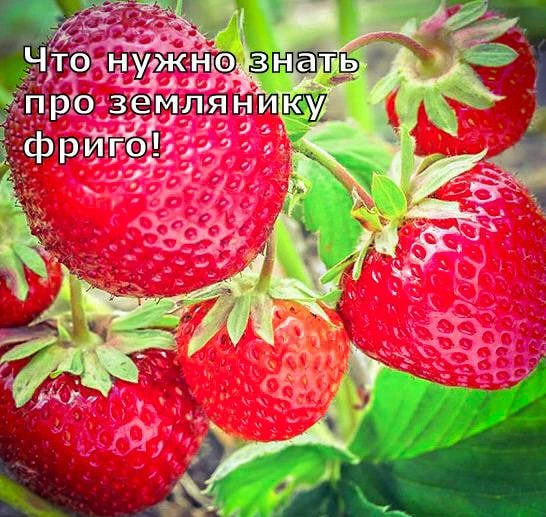 Что нужно знать про землянику фриго 🍓