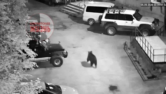 В Петропавловске сегодня ночью медведь проинспектировал улицу Пономарева.