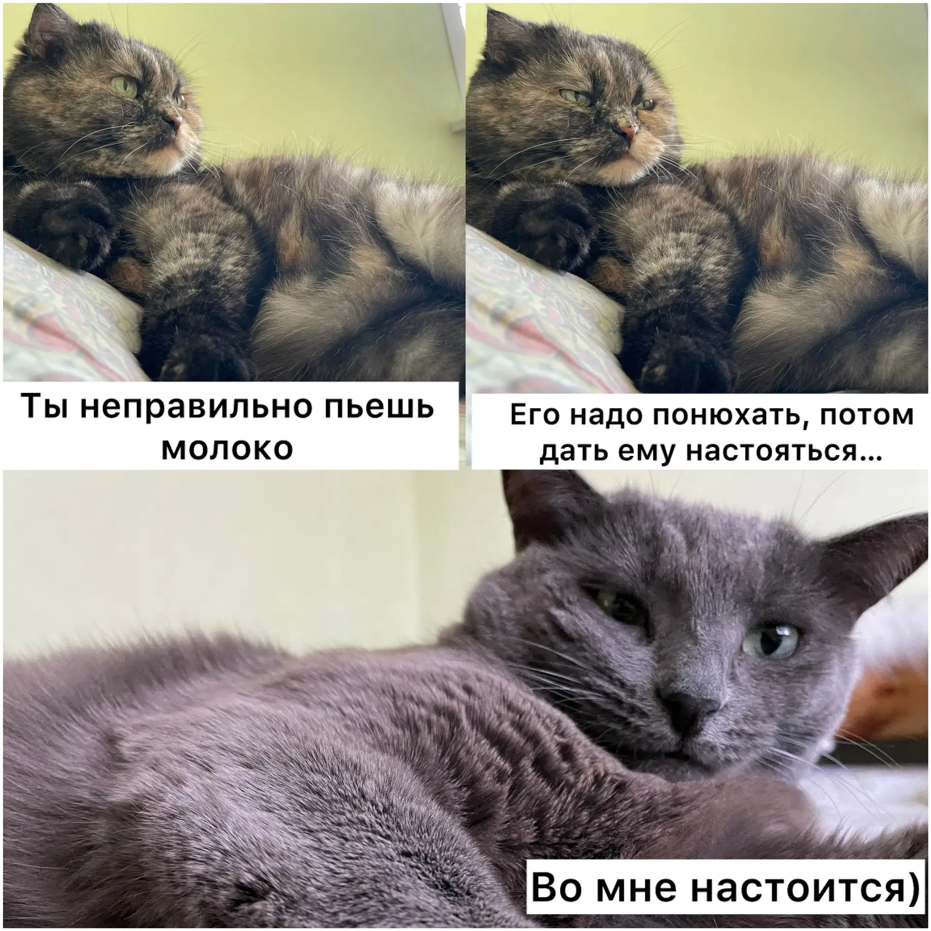 У каждого свой способ пить молоко😺