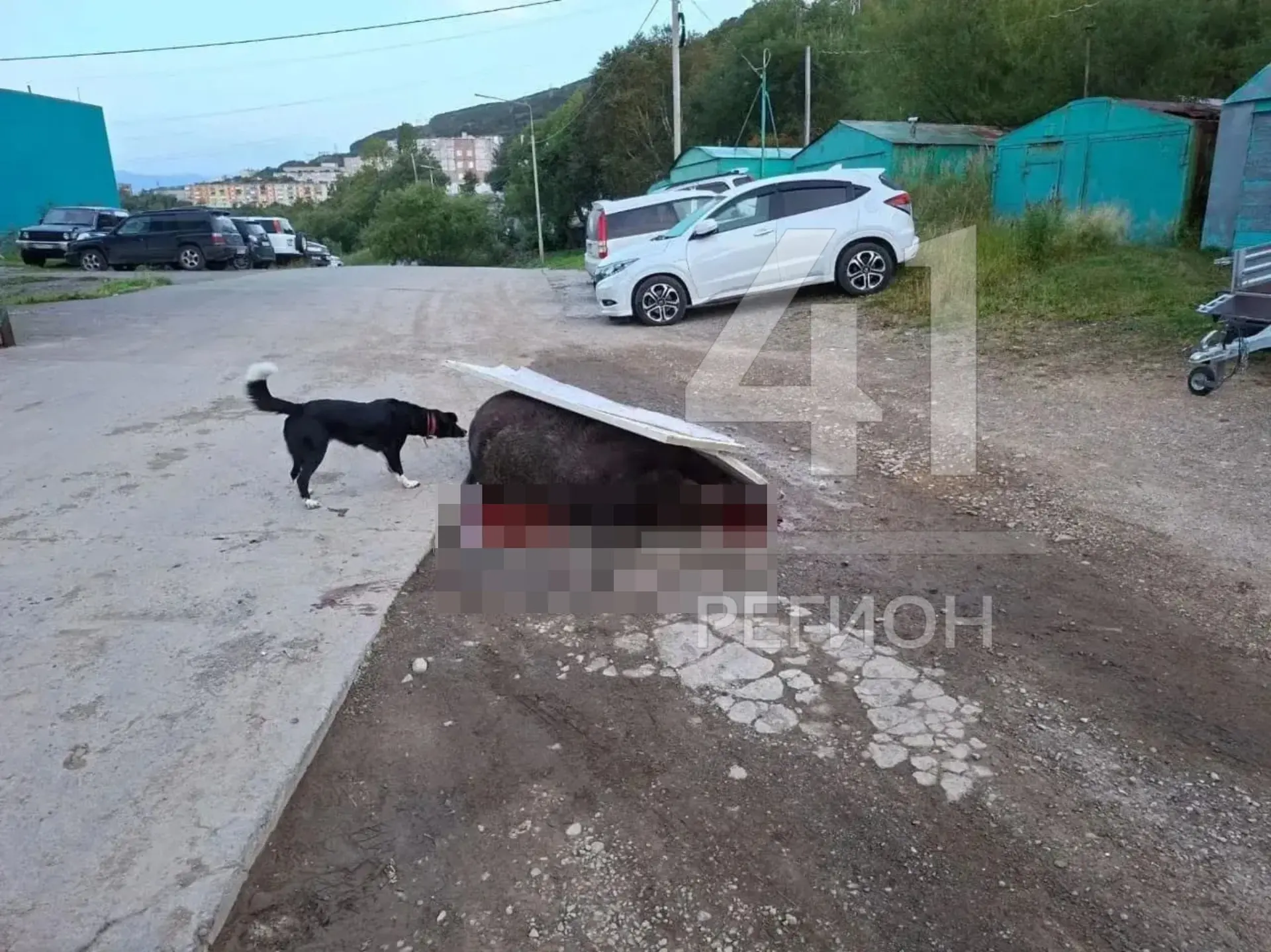 Ночью на Петропавловском шоссе, 39 в столице Камчатки отстрелили медведя. Хищник предст...