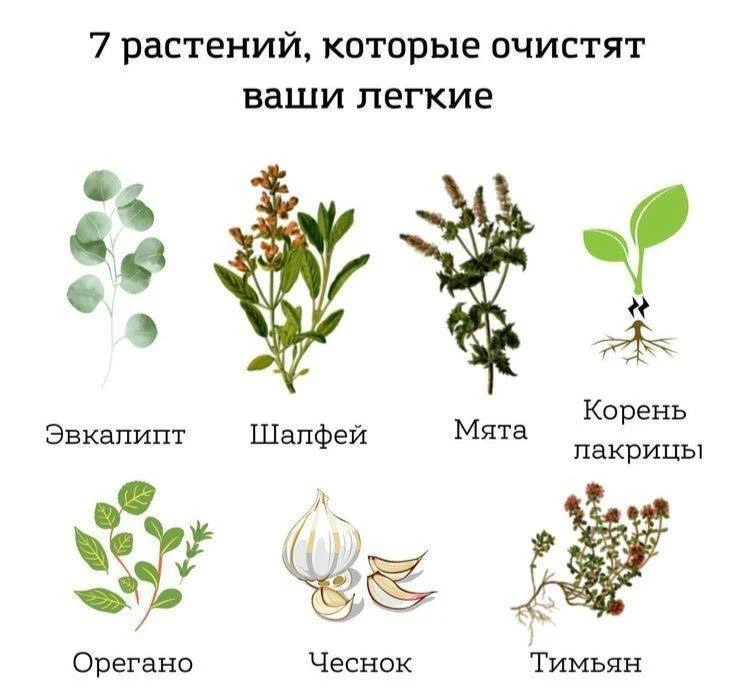 🌿Семь растений, которые очистят ваши легкие!

Бери на заметку!

🌿Травник
