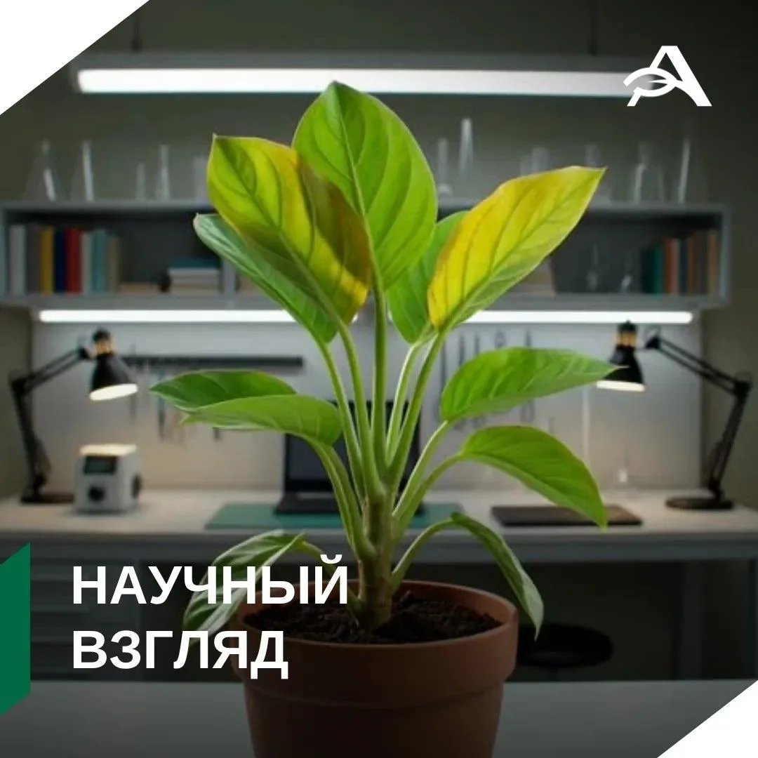 🌱 Избыток оксида азота ослабляет иммунитет растений

К такому выводу пришли ученые Колледжа сельско