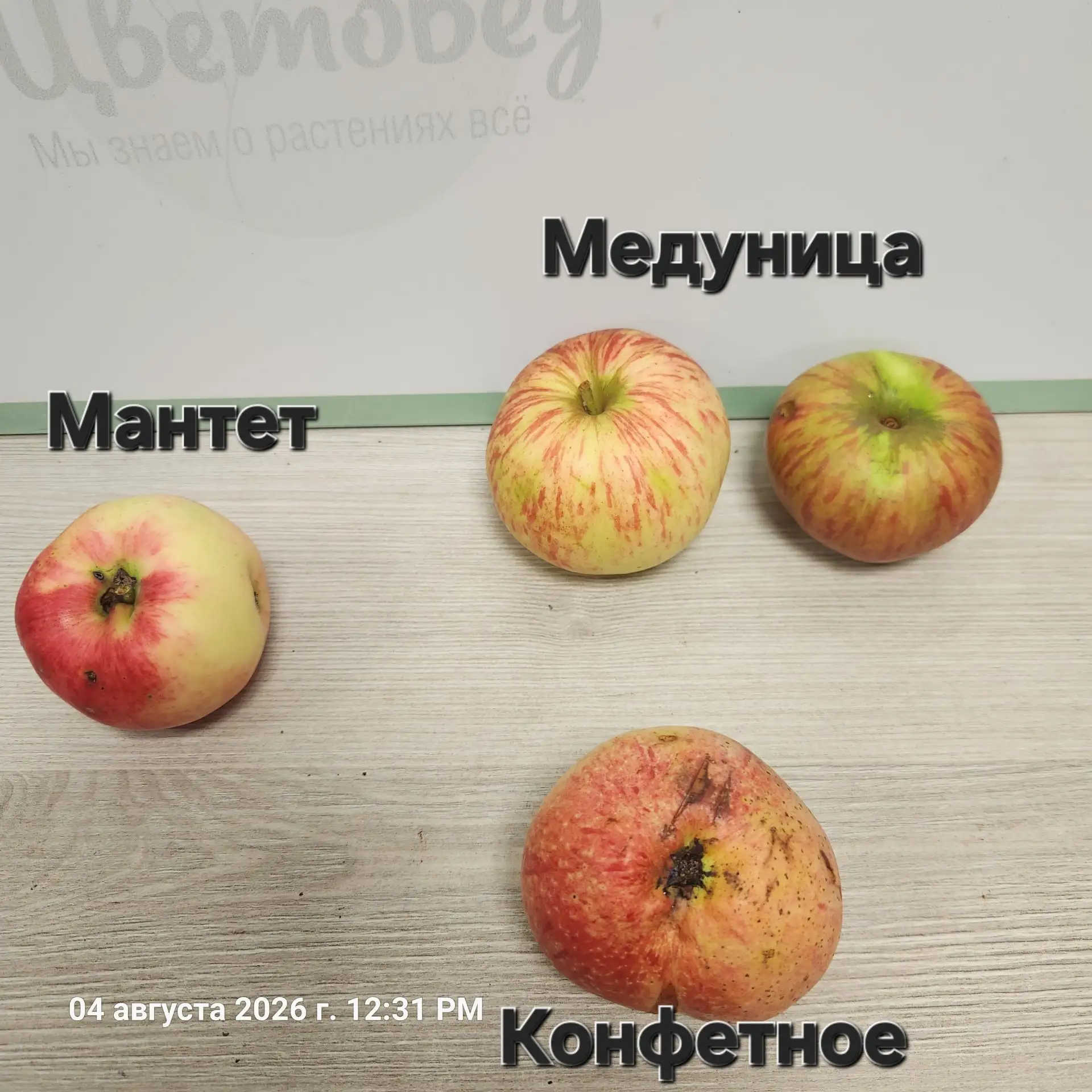 Сегодня у нас в магазине можно попробовать яблоки сортов: