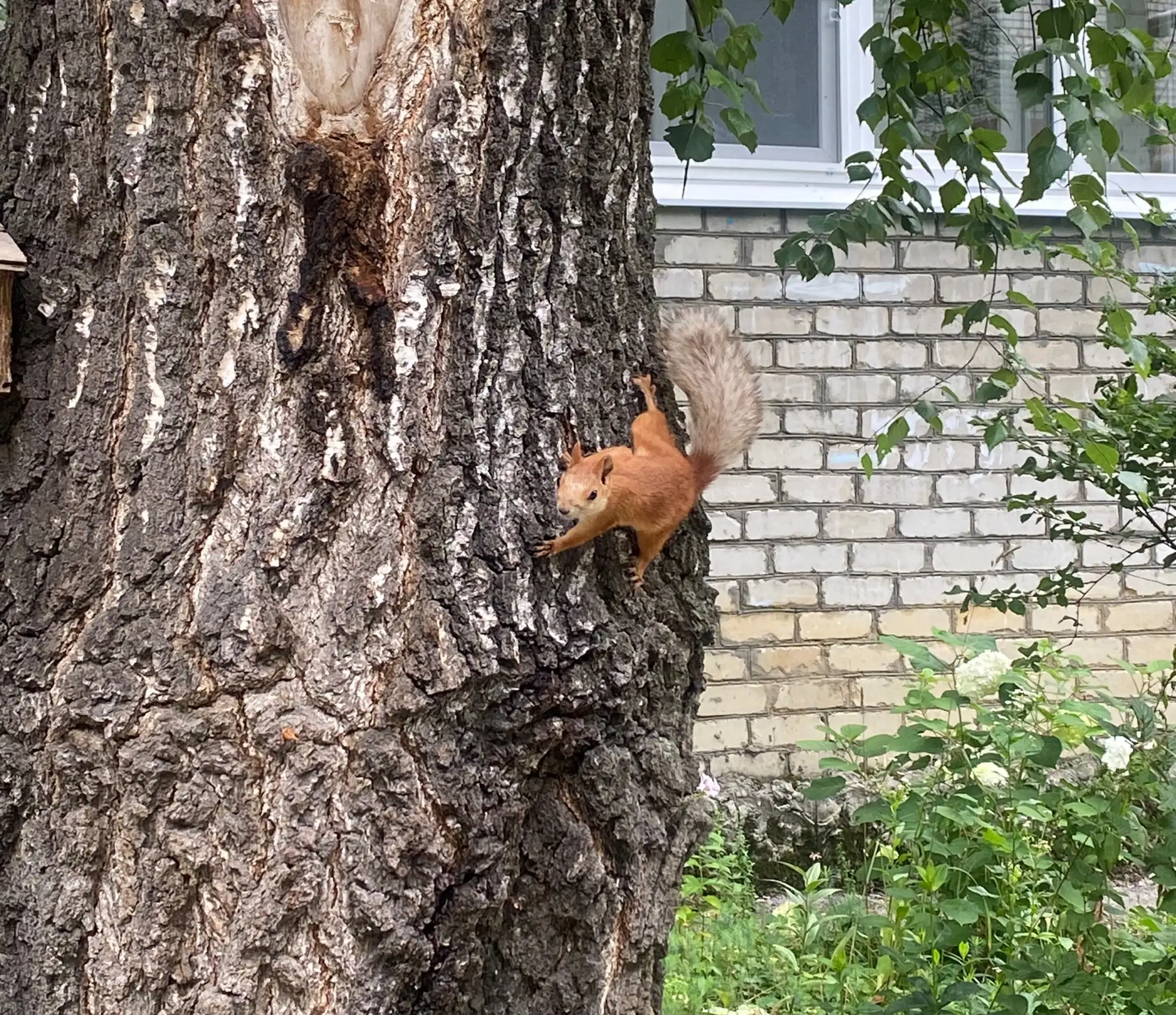 🐿️ В мире животных по-рязански) Просто белочка в обычном рязанском дворе. Говорят, приходит с терри