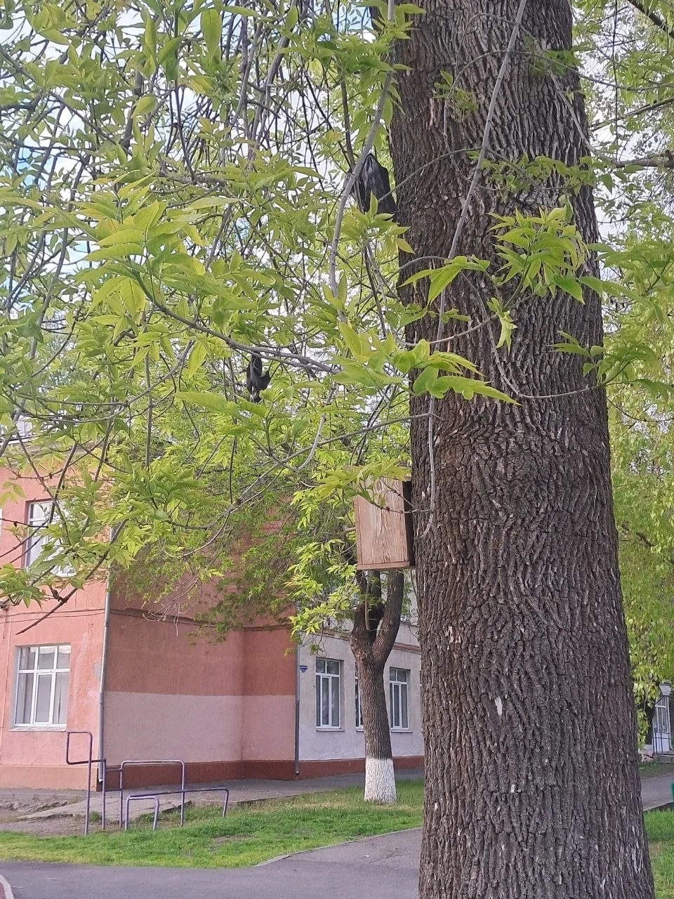 Во дворе 25 школы на дереве у баскетбольной площадки висит чья-то сменка и 1 ботинок. В...