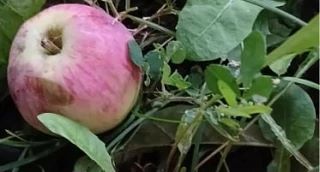 🐌 Слизни обожают влагу и темноту, но победить их можно без жёсткой химии.