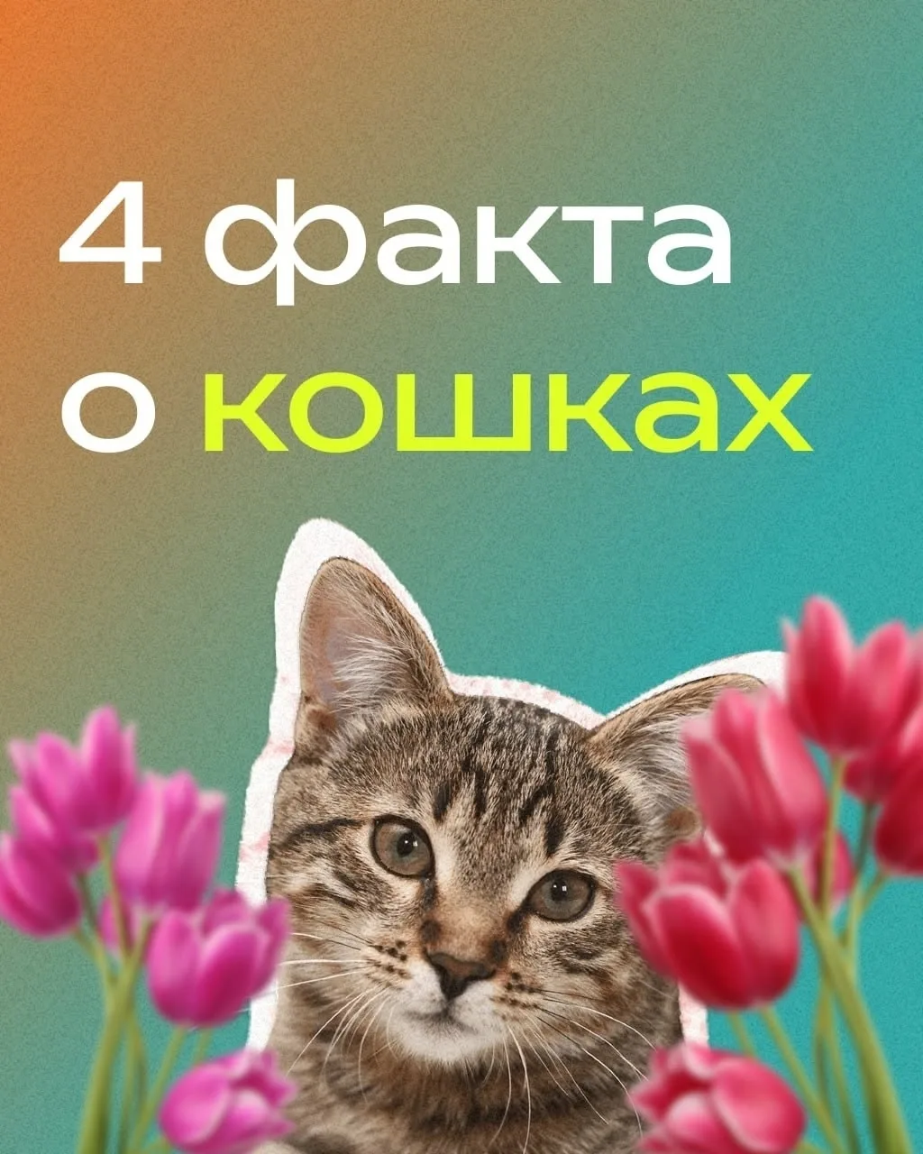 🐾 Сегодня, 1 марта, отмечаем День кошек! 🐾