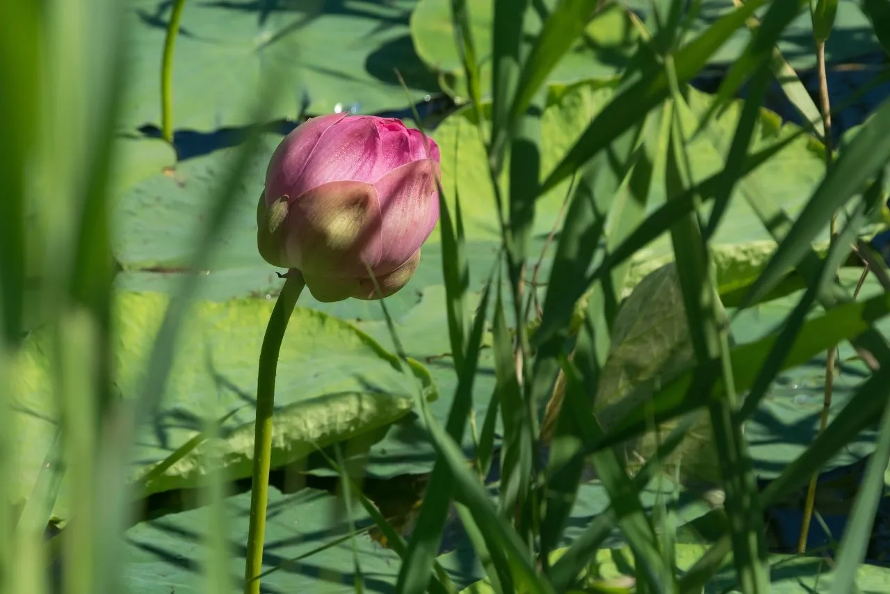 🌸 Продолжаем любоваться летом. Эти нежные лотосы расцвели в пруду поселка имени Маршал...