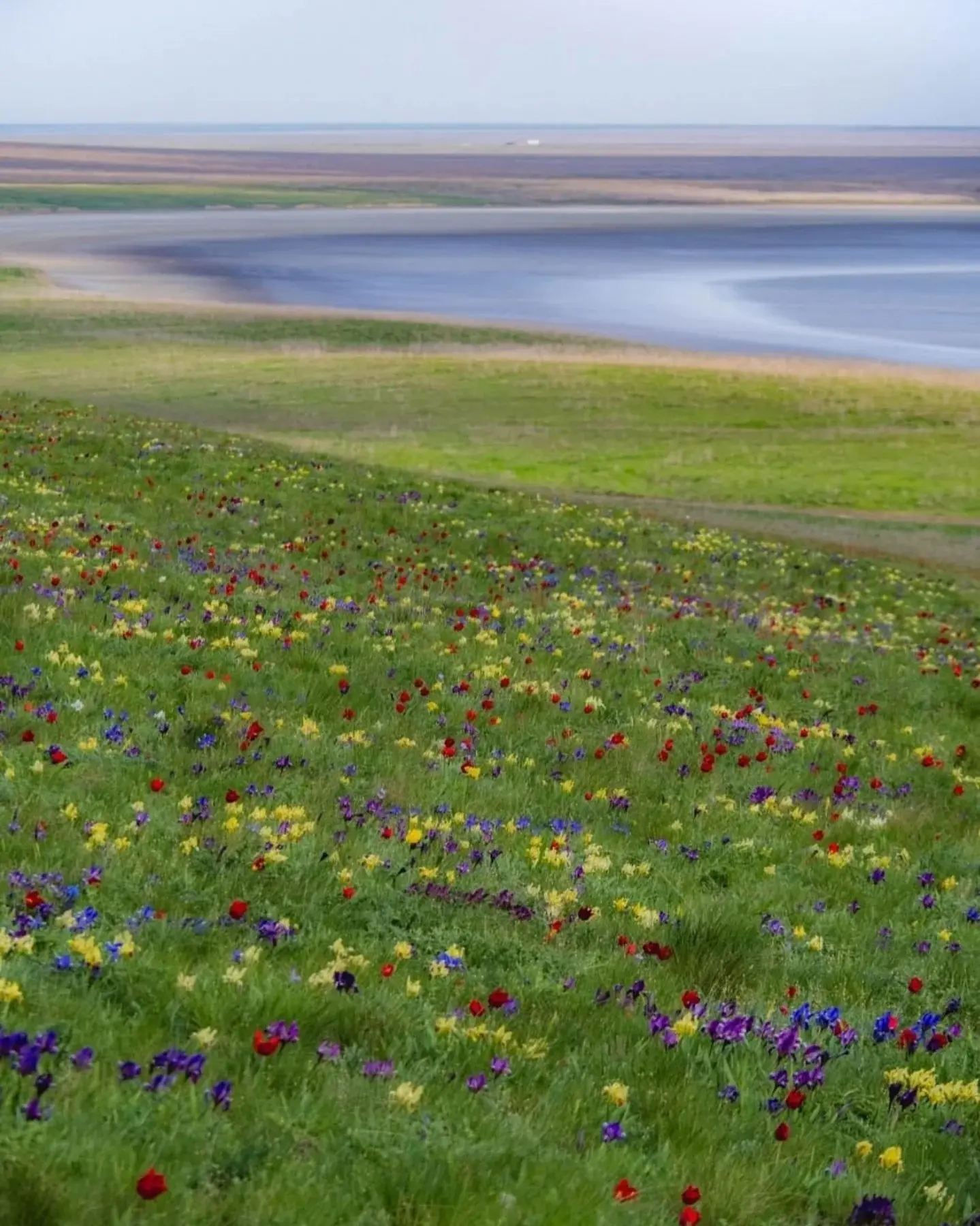 🌷Настало то мимолётное мгновение, когда в довольно суровой для всего живого Донской степи начинается