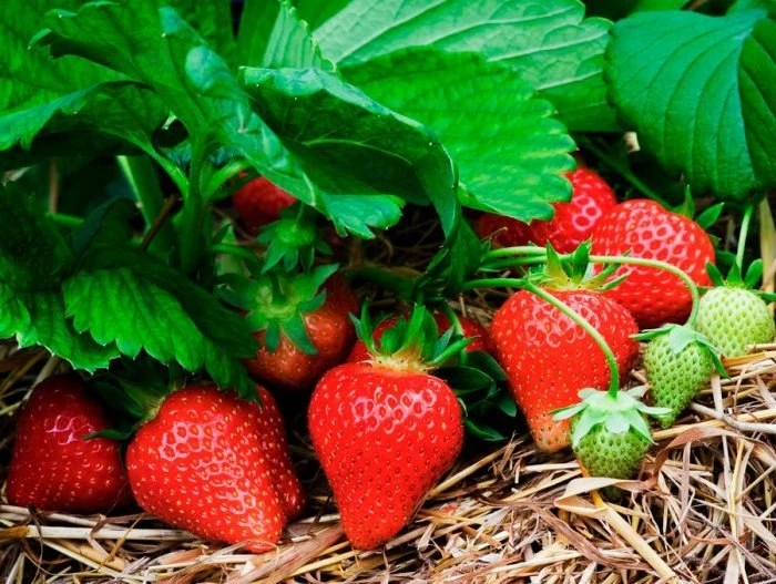 КАК УЛУЧШИТЬ ВКУС И ВИД КЛУБНИКИ 🍓

🍀Если между рядами земляники посадить петрушку, то не будет сл
