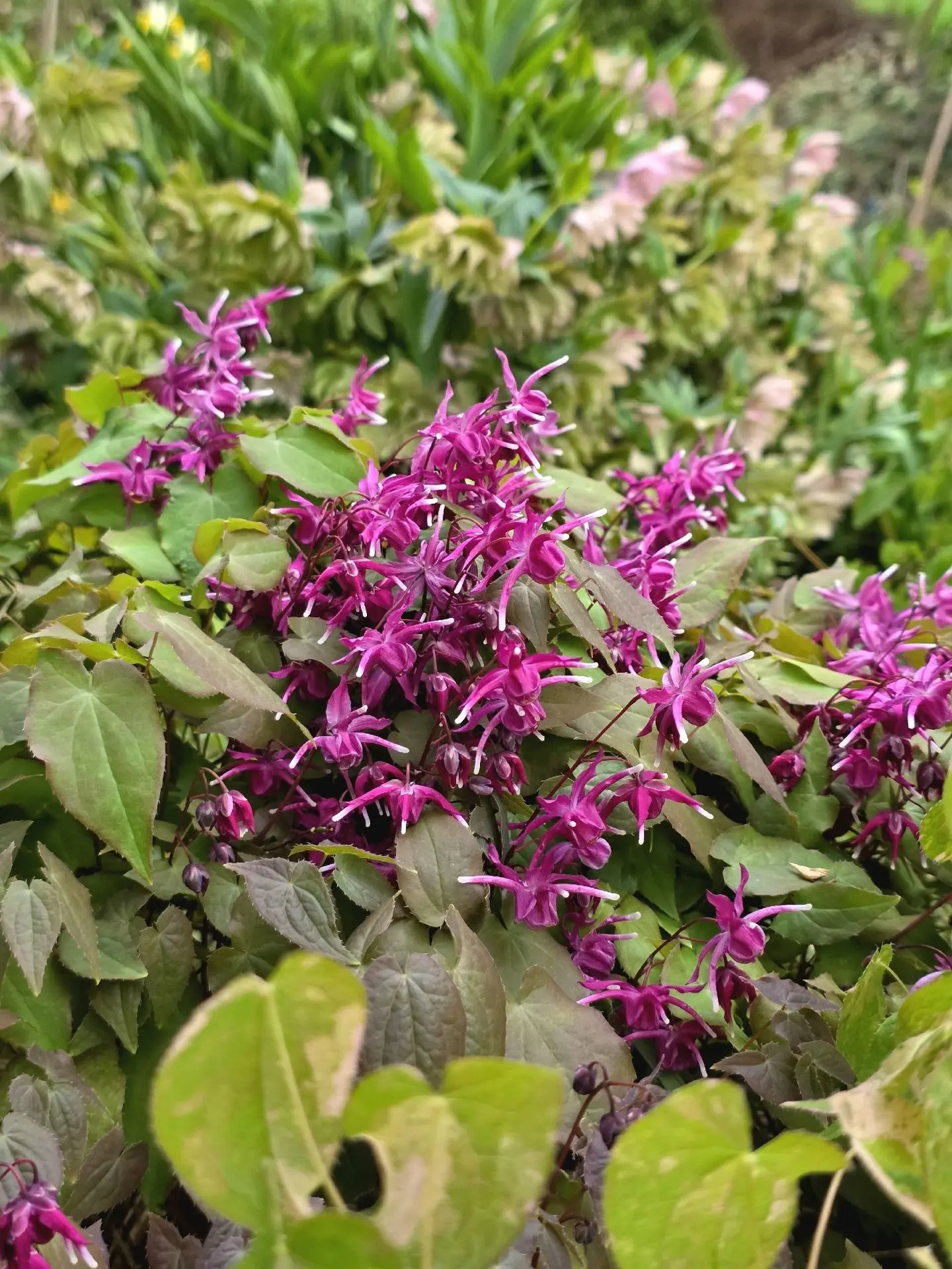 Майский сад очень украшают горянки (Epimedium).