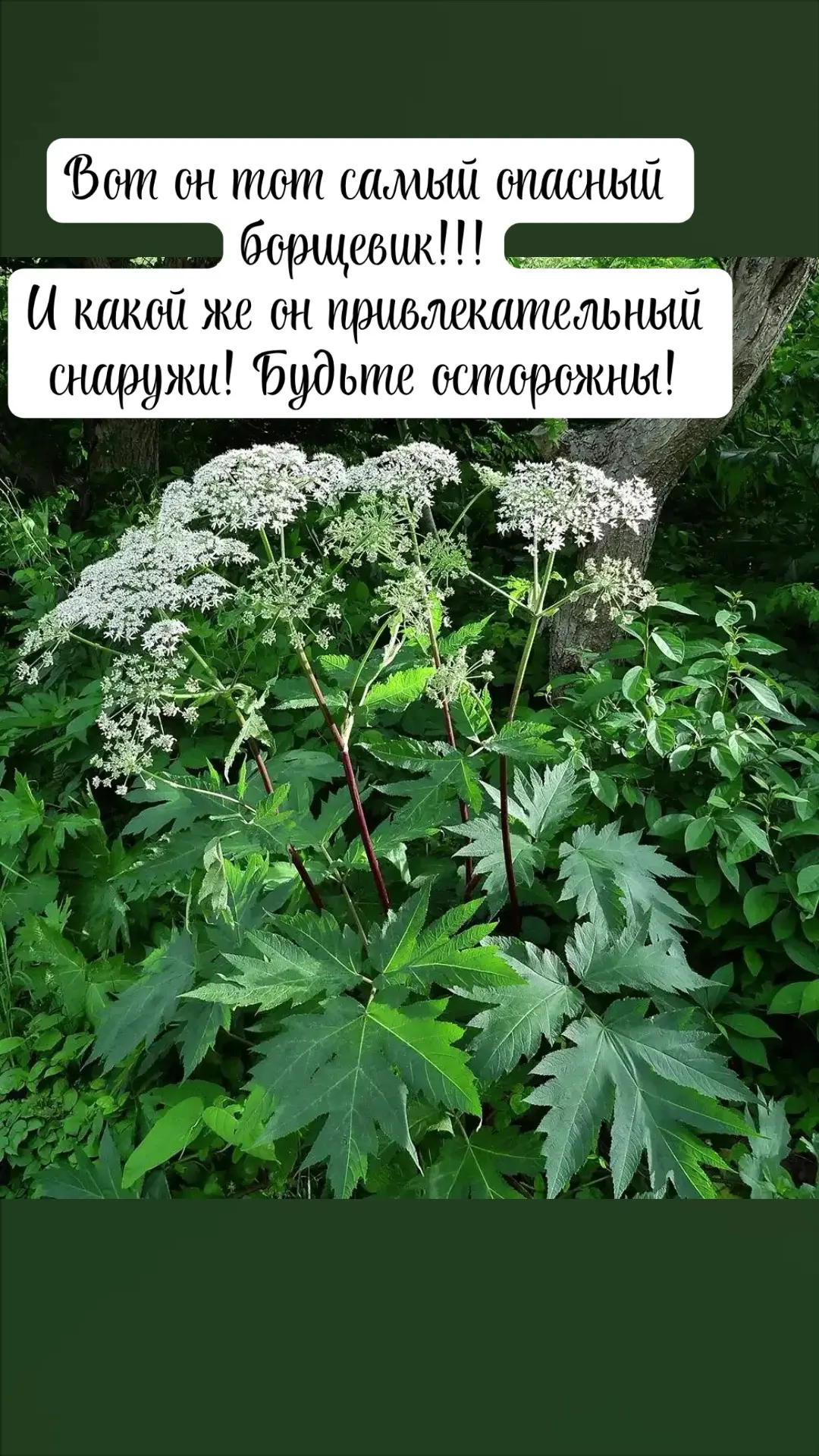 Сегодня хотела поговорить на тему ядовитые растения☝️