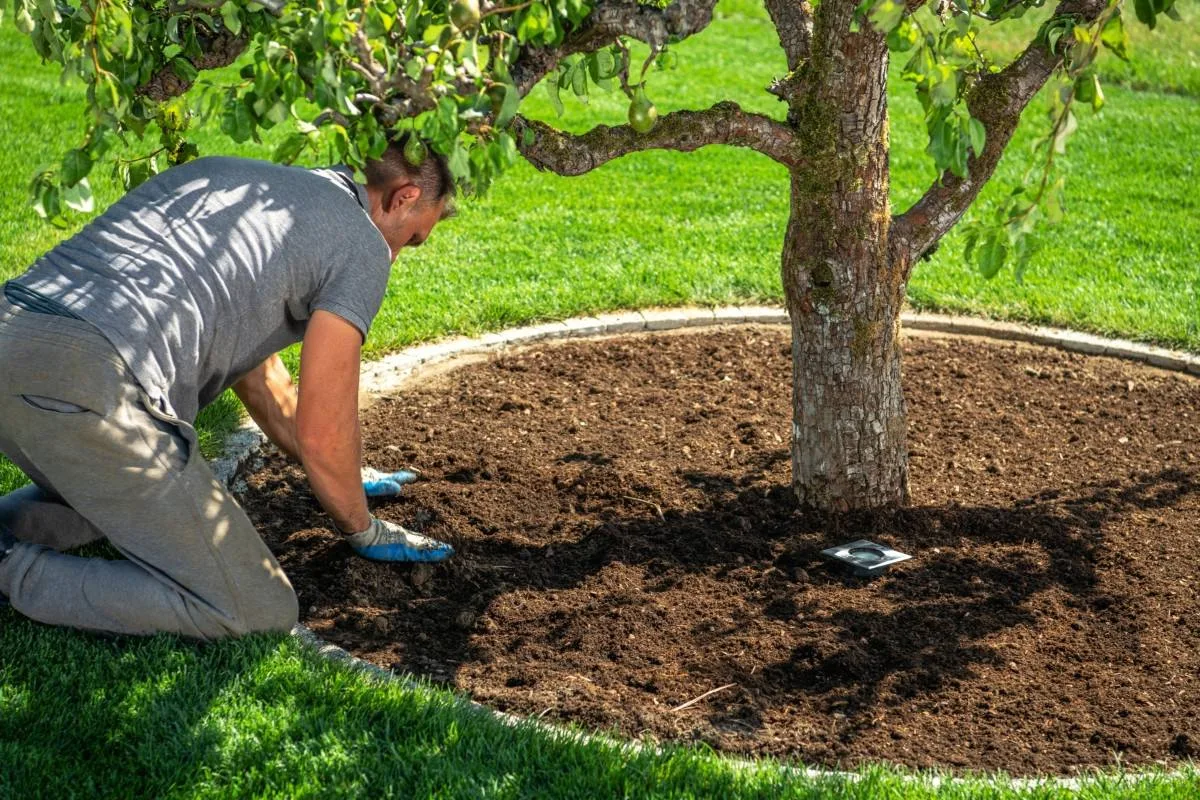 Подкормка яблонь, если опадают плоды🌳