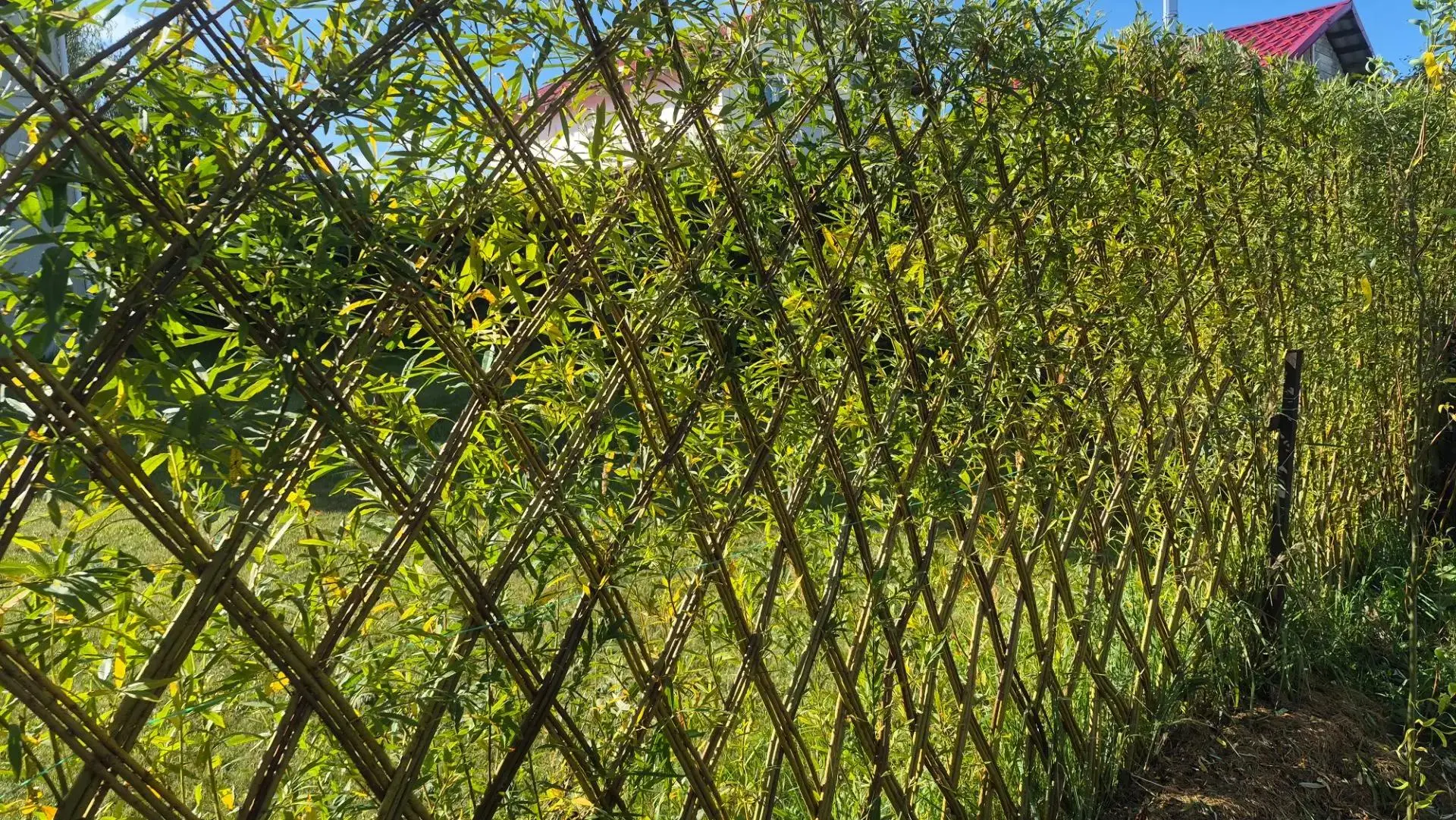 🌿 Что происходит с живой изгородью за первое лето?