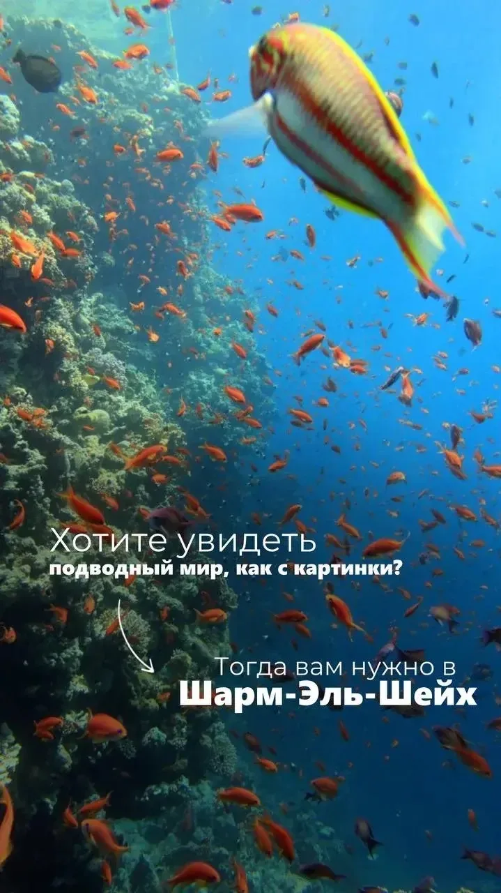 Отель в Египте с большой территорией и живым рифом!