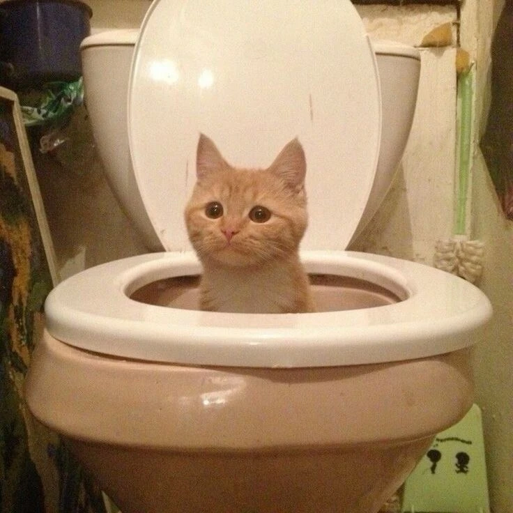 скибиди туалеты еще в тренде же да?