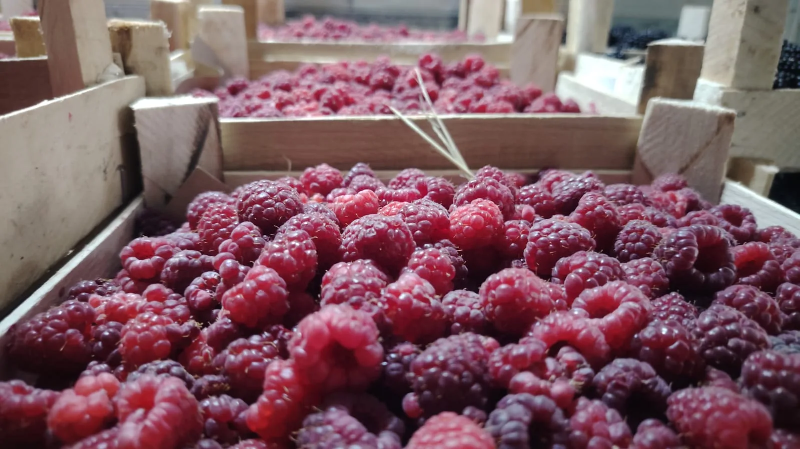 ПОСТАВКА ЯГОДЫ ОРИЕНТИРОВОЧНО 22-23 ИЮЛЯ!!! 

🍓🍒🍑🍓🍒🍑🍓🍒🍑🍓🍒

🍓Клубника Чёрный принц 🍓
(Ме