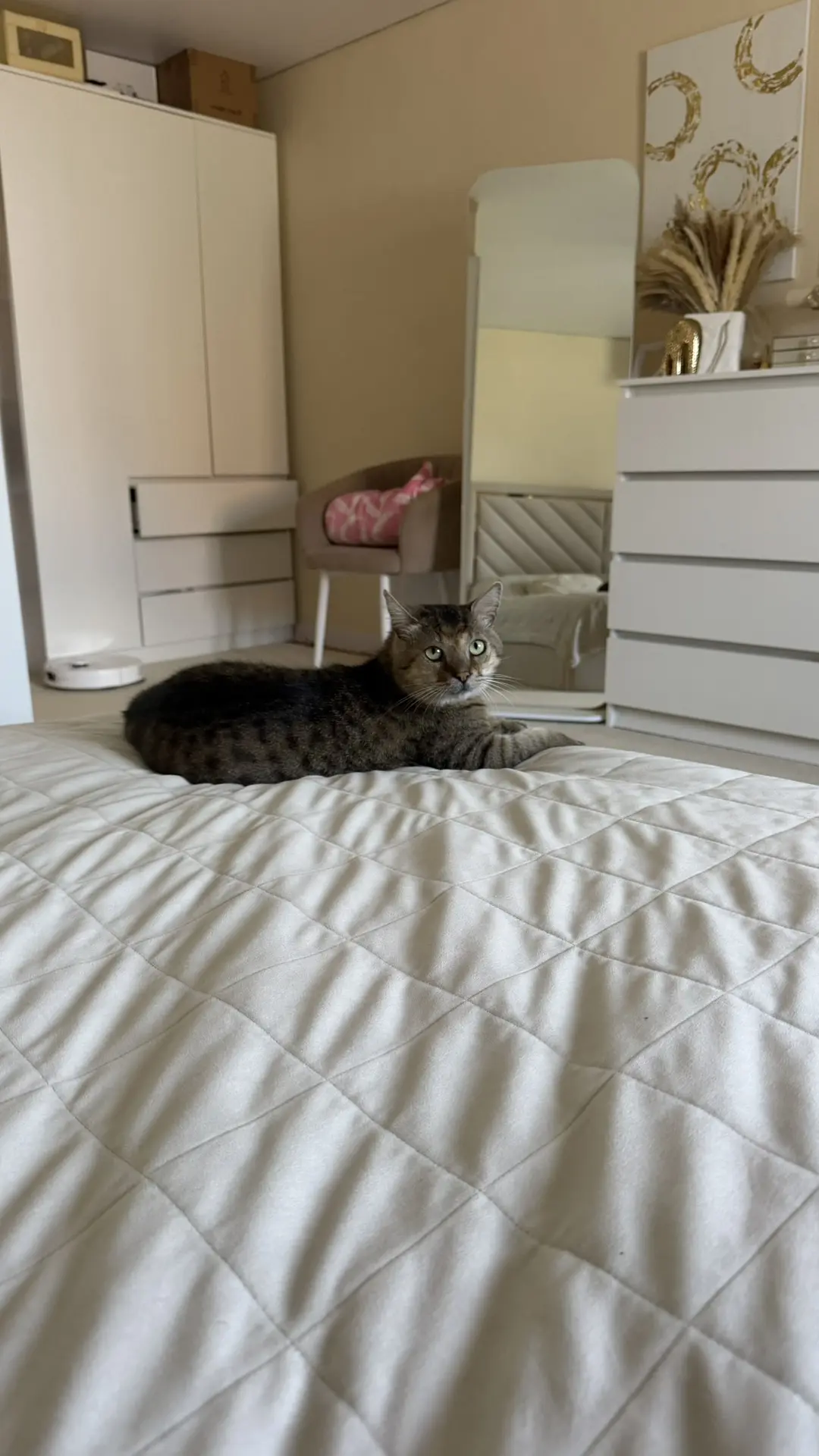 До чего красивый кот ❤️
