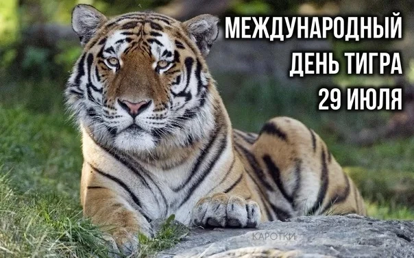 Интересный праздник — День тигра! 😁 29 июля.

29 июля весь мир отмечает Международный день тигра 🐅