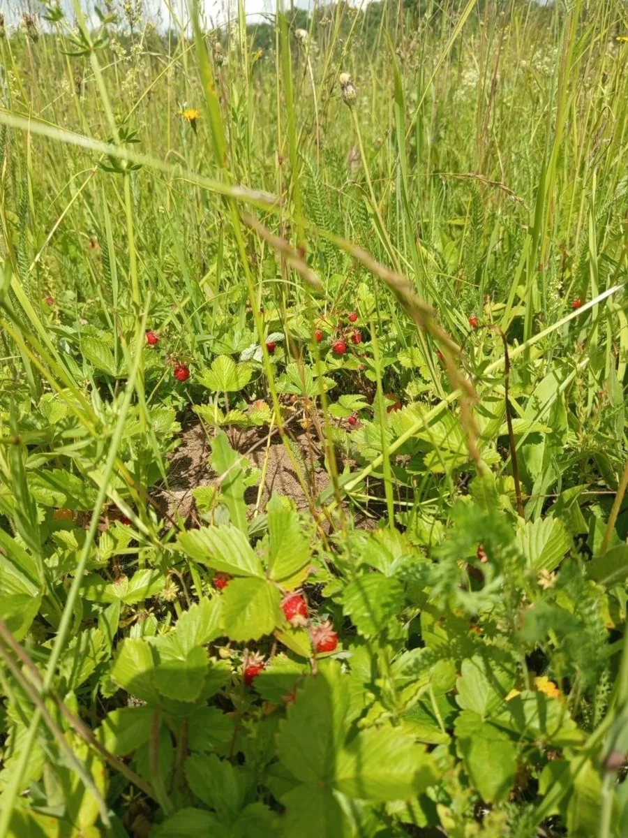 🍓 Сезон лесной земляники начался в подмосковных лесах.
