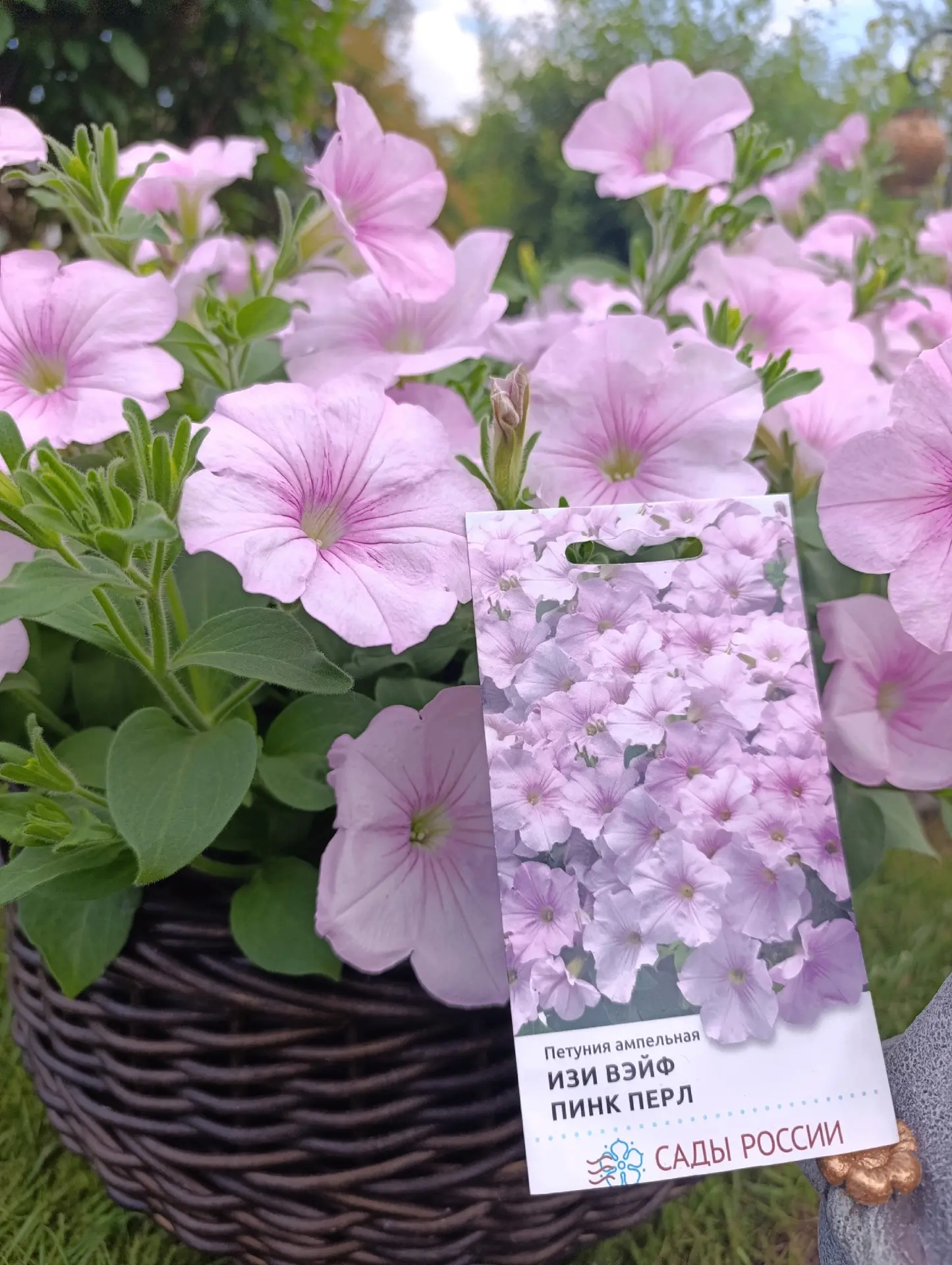 🌸 Звездный час нежной красавицы! Петуния «Изи Вэйф Пинк Перл» раскрывает свои бутоны 🌸Друзья-цвето