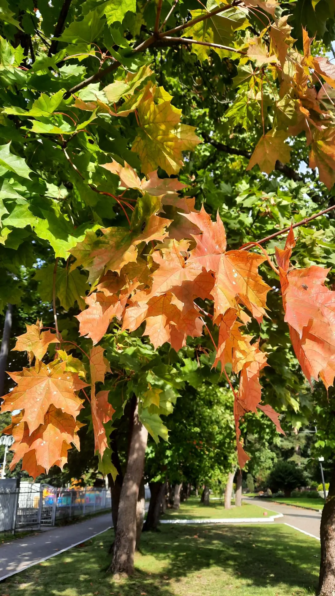 🍁«Обрываются речи влюбленных,