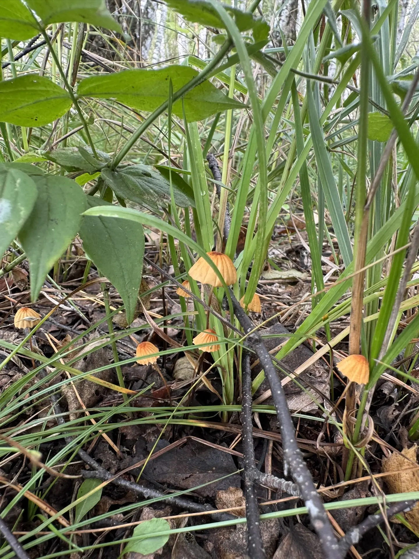 Всем здравия, друзья мои 🌿