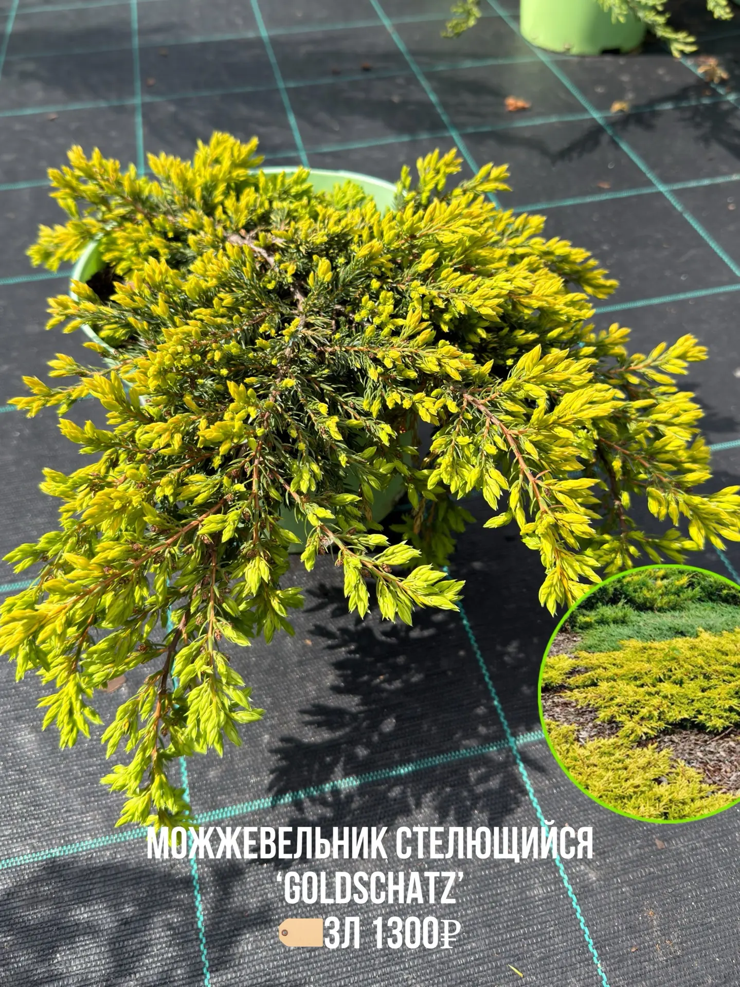 Весной зацветают не только многолетники и кустарники - но и хвойные , например можжевельники🌱😍  И да