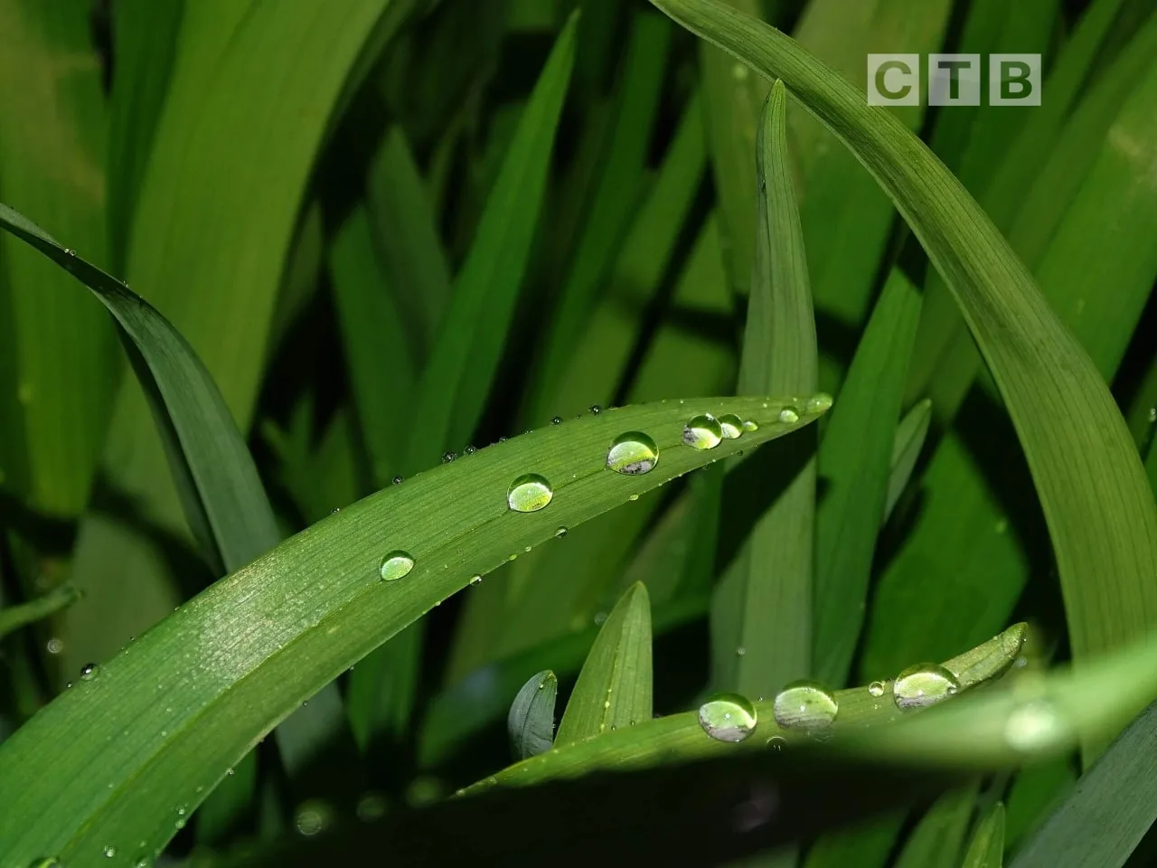 🌧Доброе утро, друзья!  🌸Встречаем новый день в окружении живописных видов цветущего Посьета — эти во