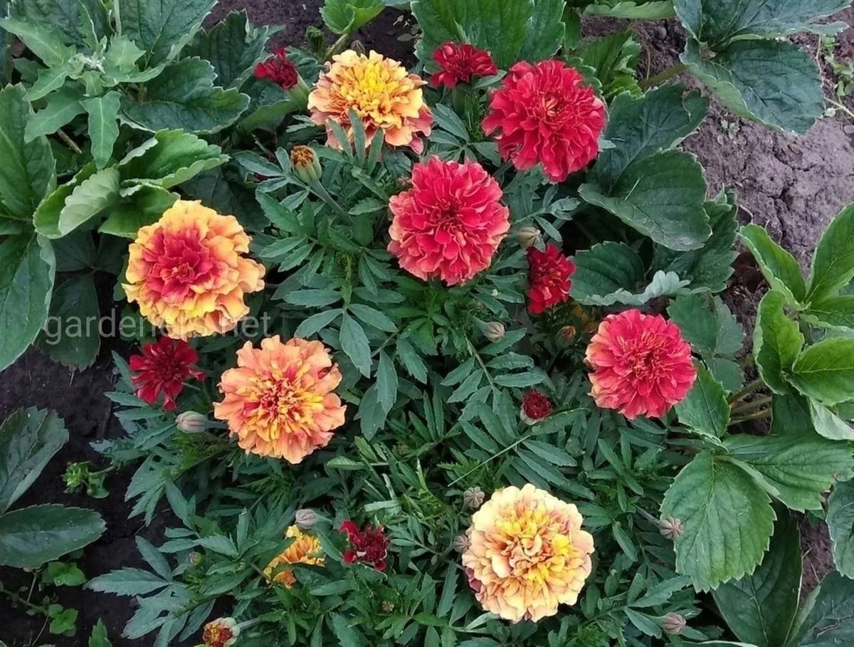 🌼 Встречайте уникальные бархатцы-хамелеоны! 🌼 Эти удивительные цветы способны менять свой окрас в за