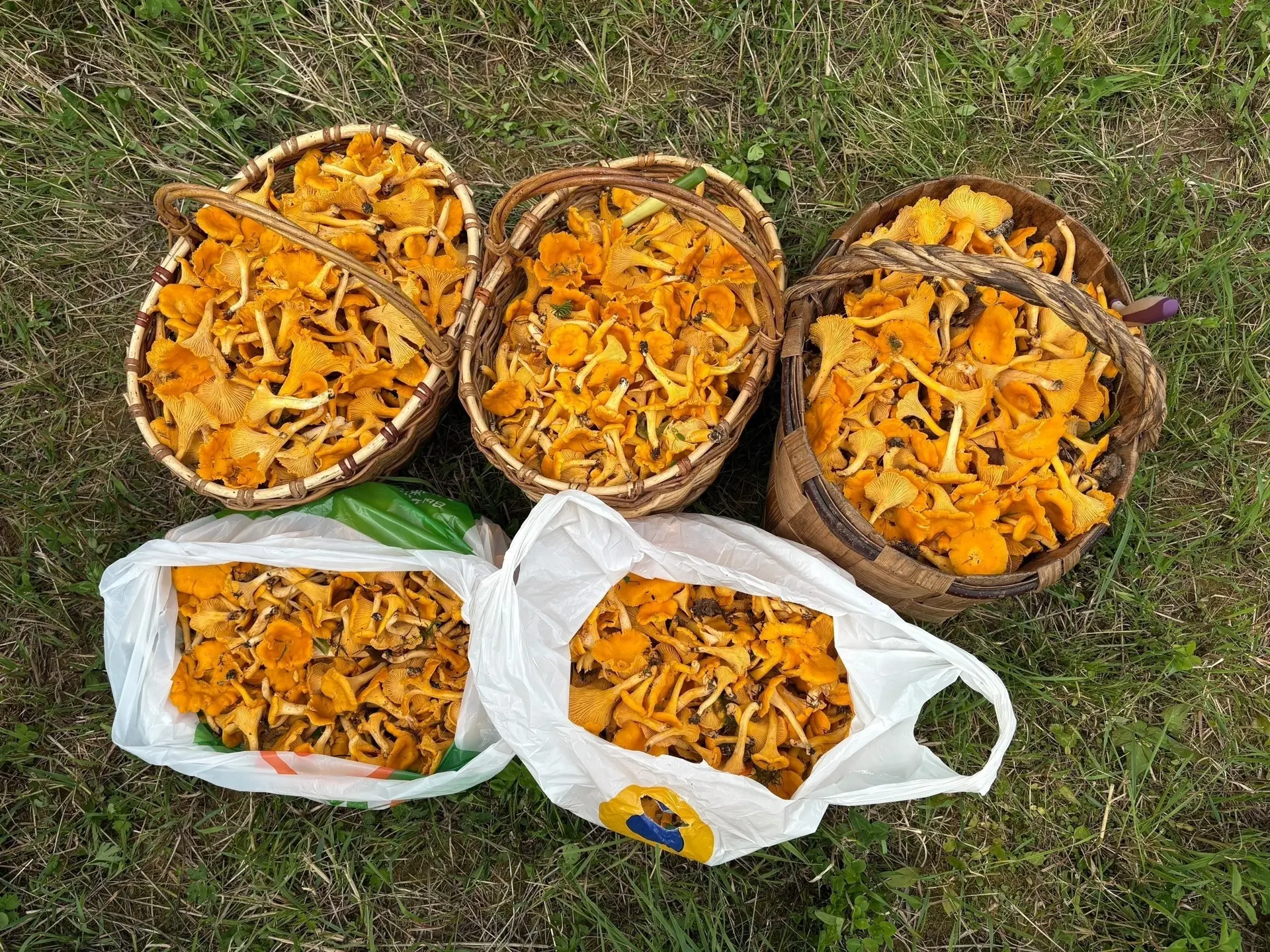 🍄‍🟫 Воронежцы вынесли из лесов стратегический запас лисичек

Грибники хвастаются уловом: лисички в