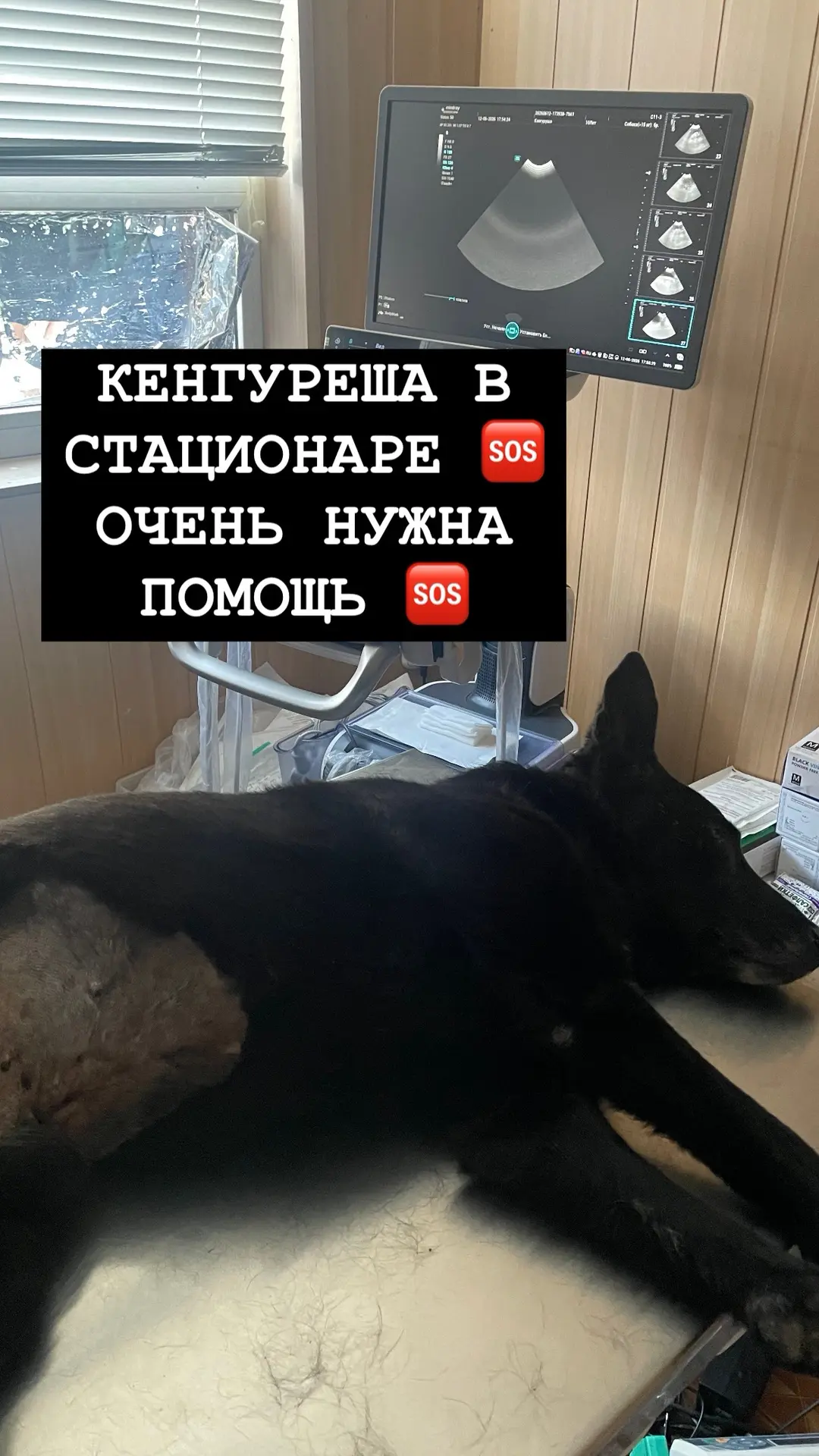 🆘КЕНГУРЕНКУ НУЖНА ПОМОЩЬ 🆘