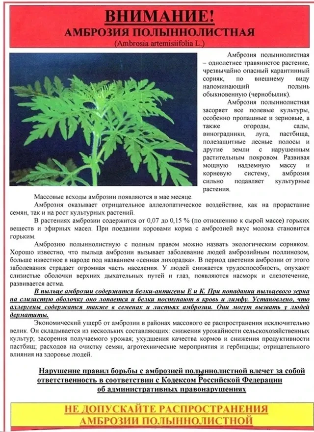 Амброзия полыннолистная — злейший враг здоровья человека, в период цветения амброзия яв...