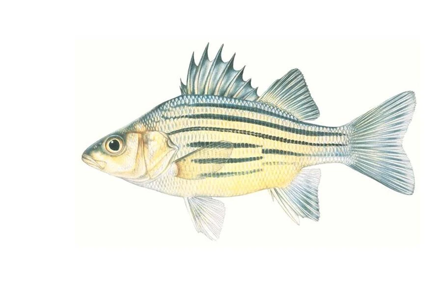 🐟 Лаврак американский