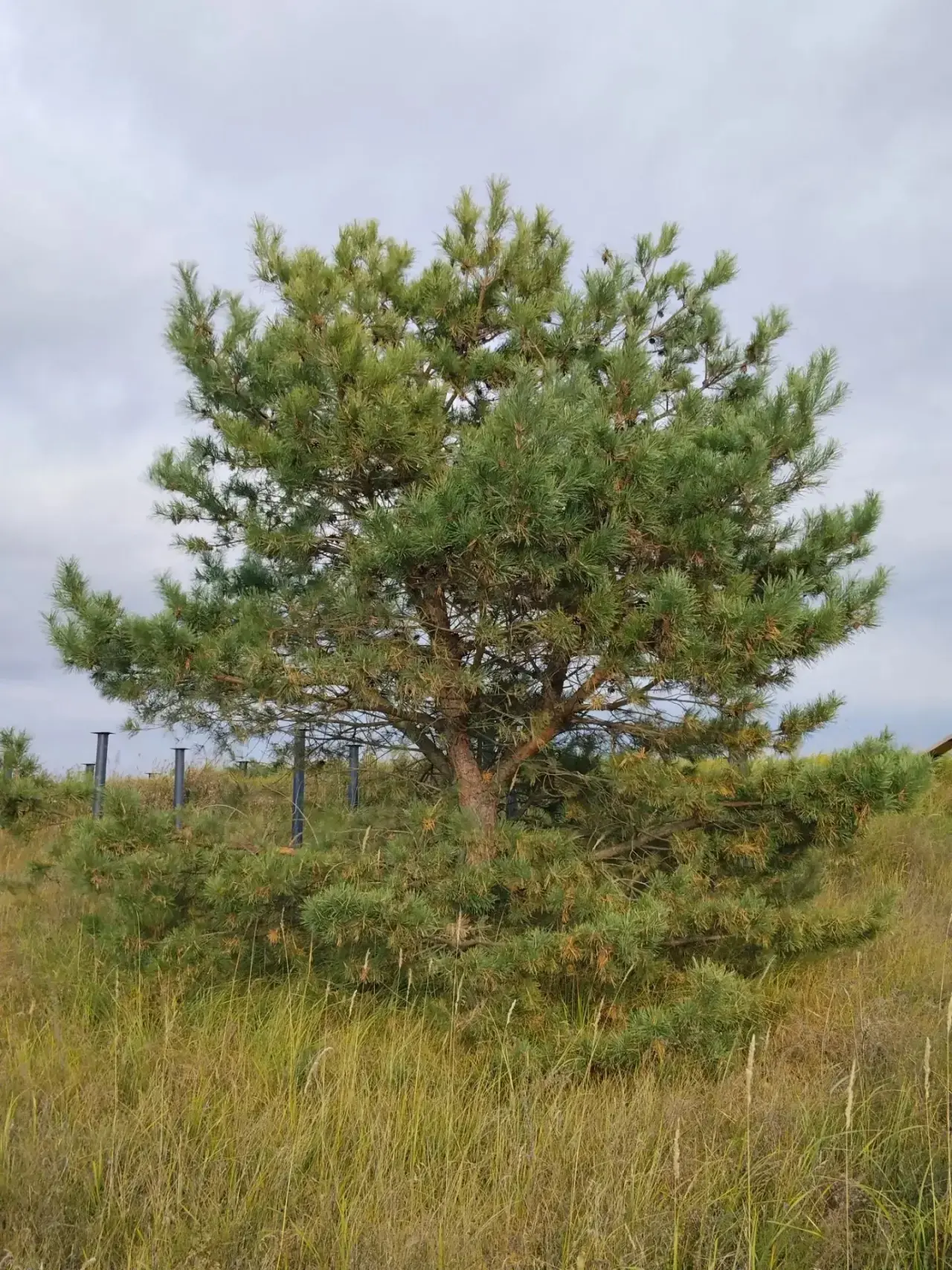 Хәерле иртә, дуслар! 🌳
