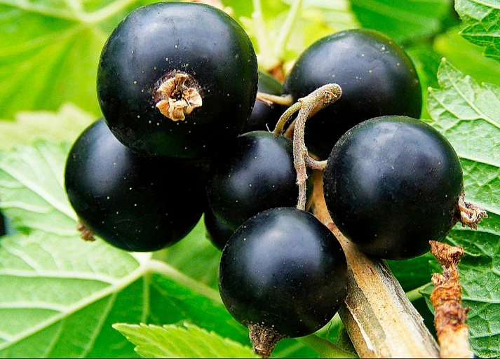 🍇 Черная смородина, в которую легко влюбиться — «Соловьиная ночь»