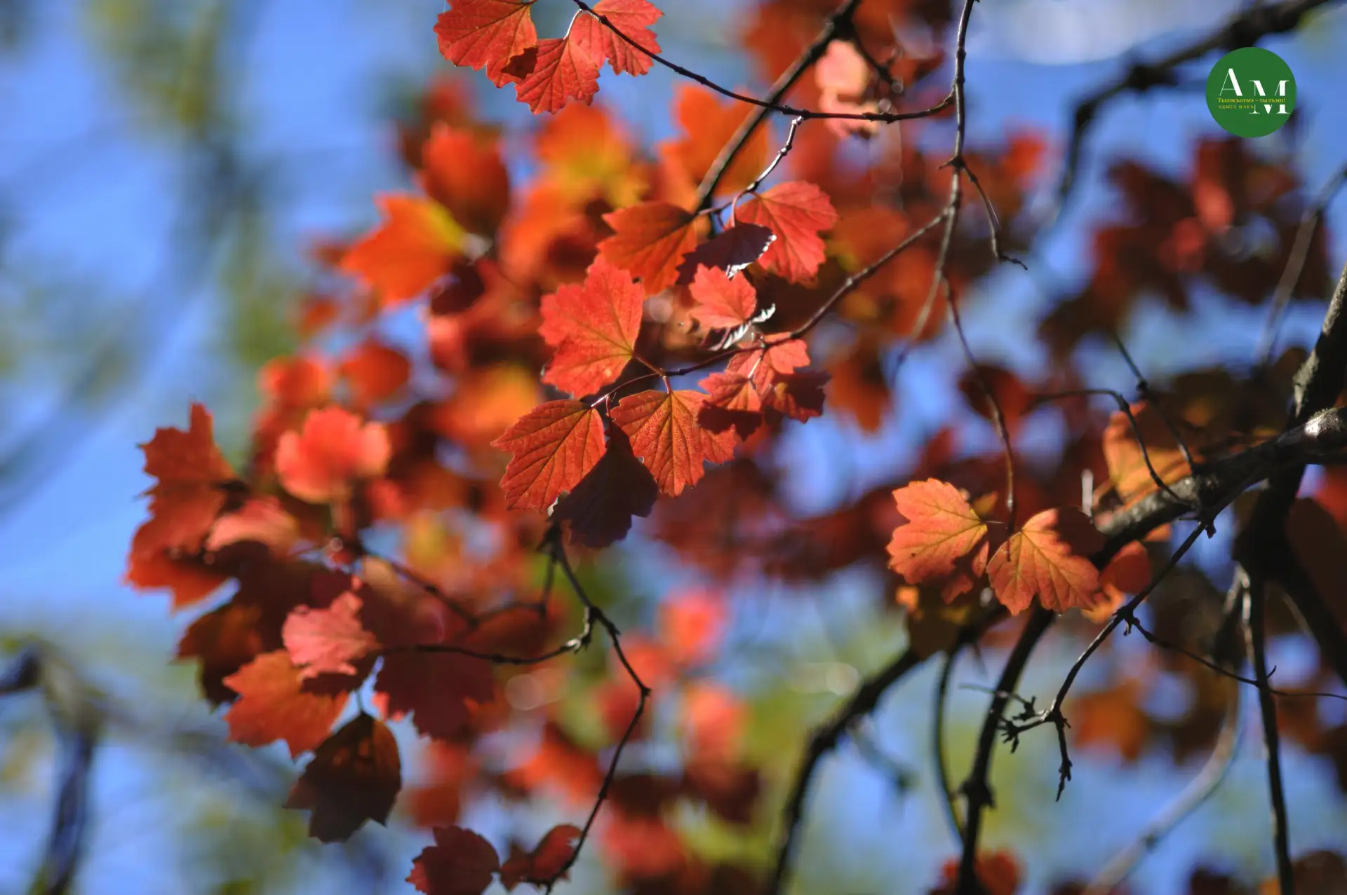 Золотая осень не за горами 🍁