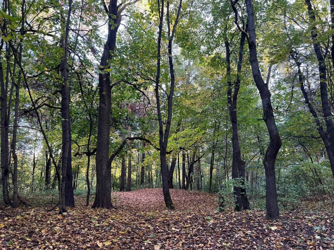 🍂 Осенний кадр из Кузьминского парка радует красотой