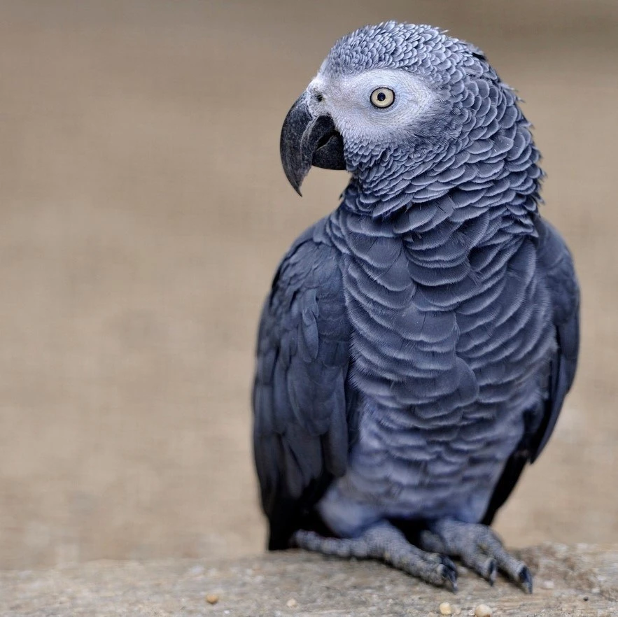 🦜 Попугаи жако могут не только запомнить около 1500 слов, но и понимать их смысл. Такж...