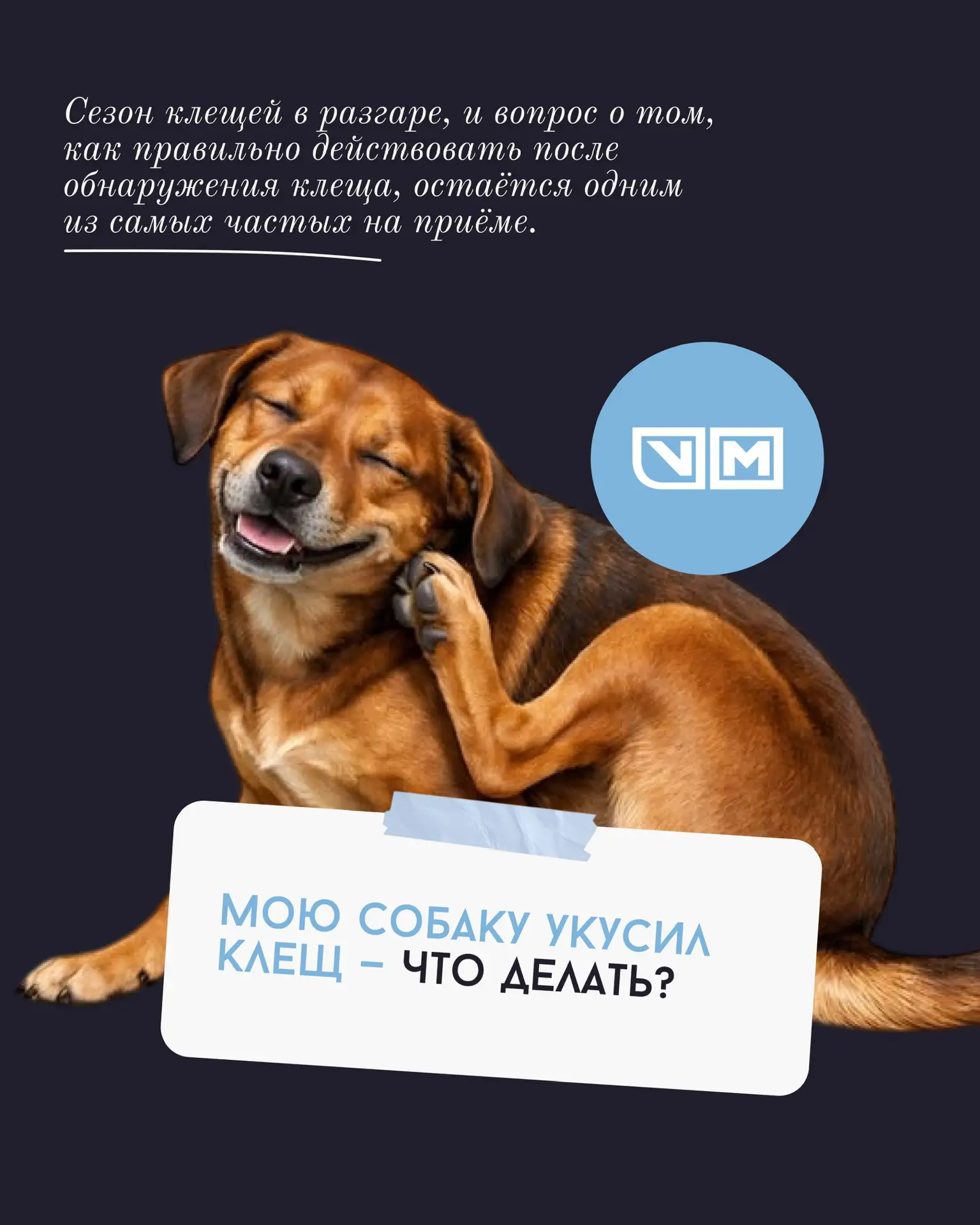 Мою собаку укусил клещ, что делать? 😭
