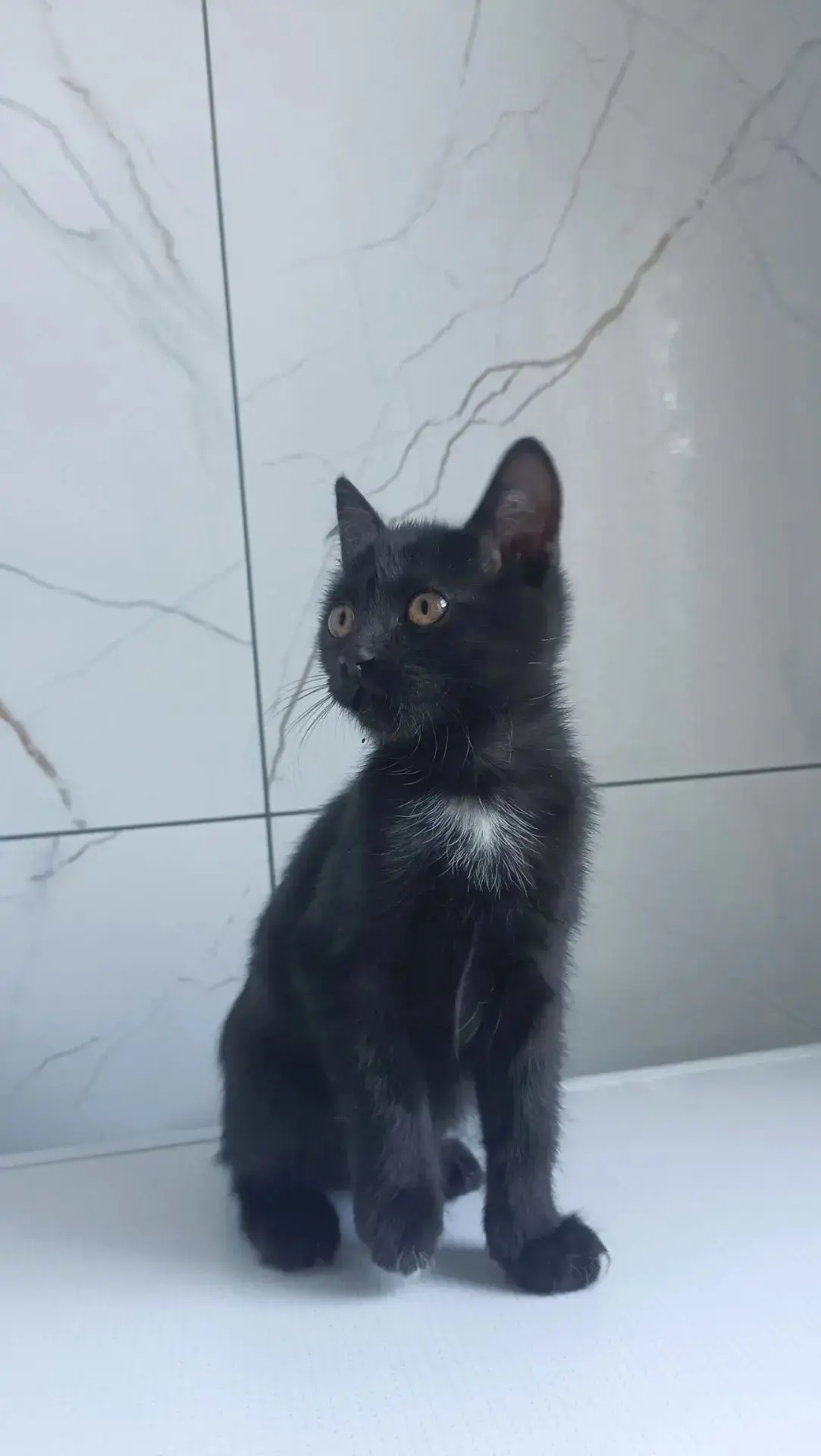 Котёнок в добрые руки, девочка, д/рож 2 июня.